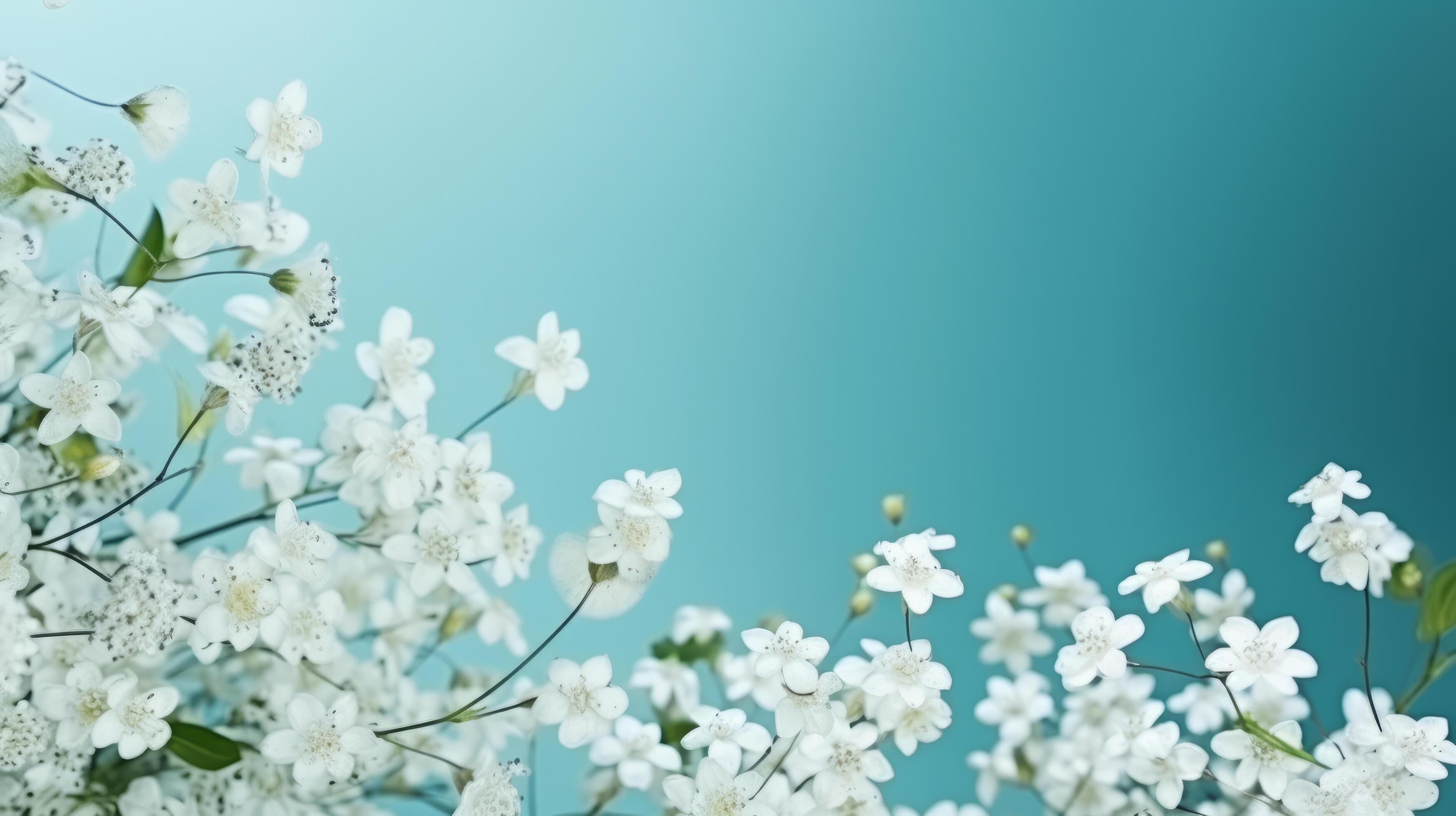 White spring flowers on blue background. Illustration Stock Free