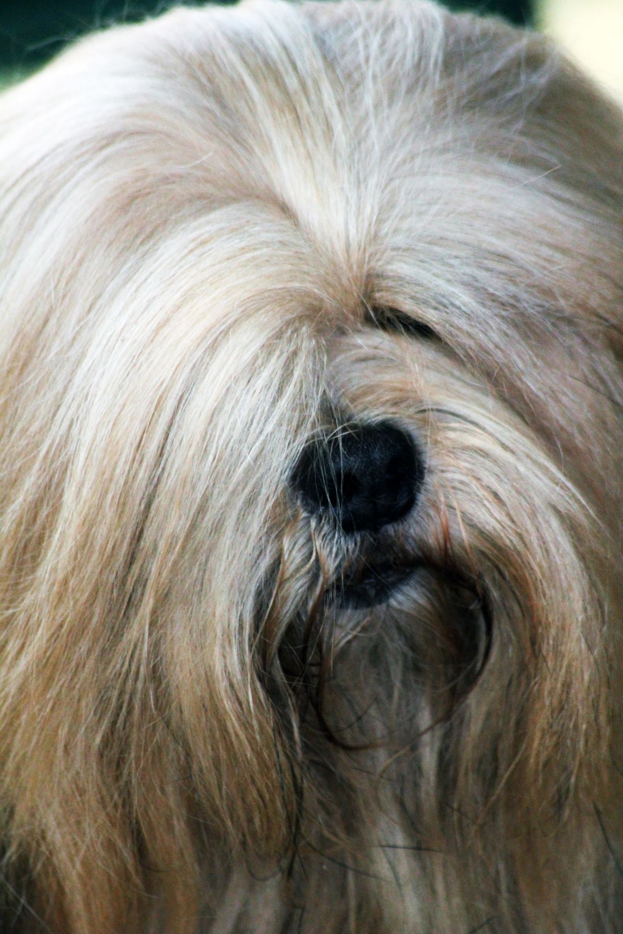 Lhasa Apso 8 Stock Free