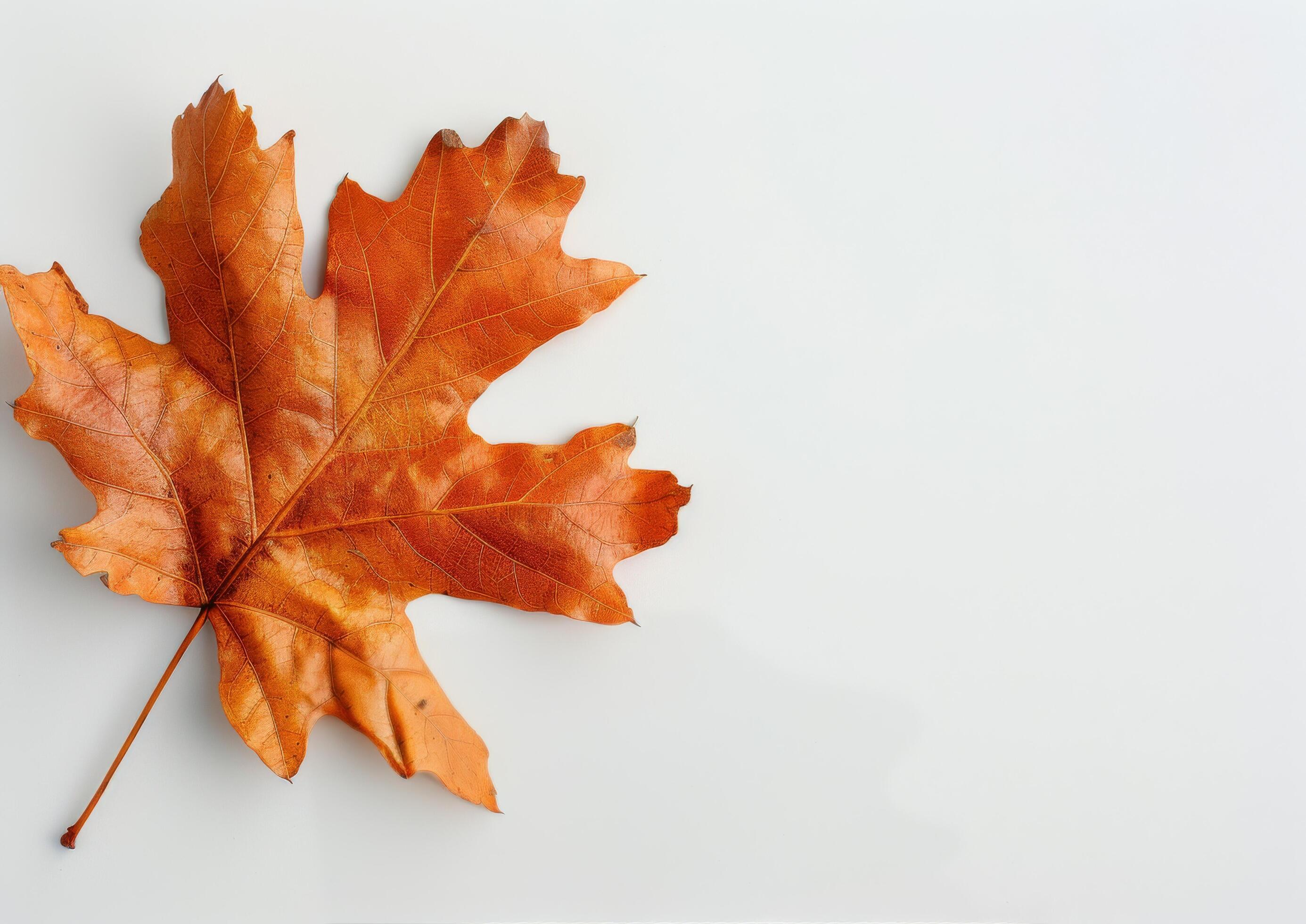 Single Red Leaf on White Background Stock Free