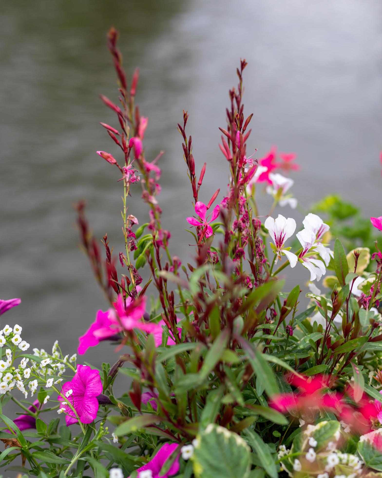 flower bunch with water background Stock Free