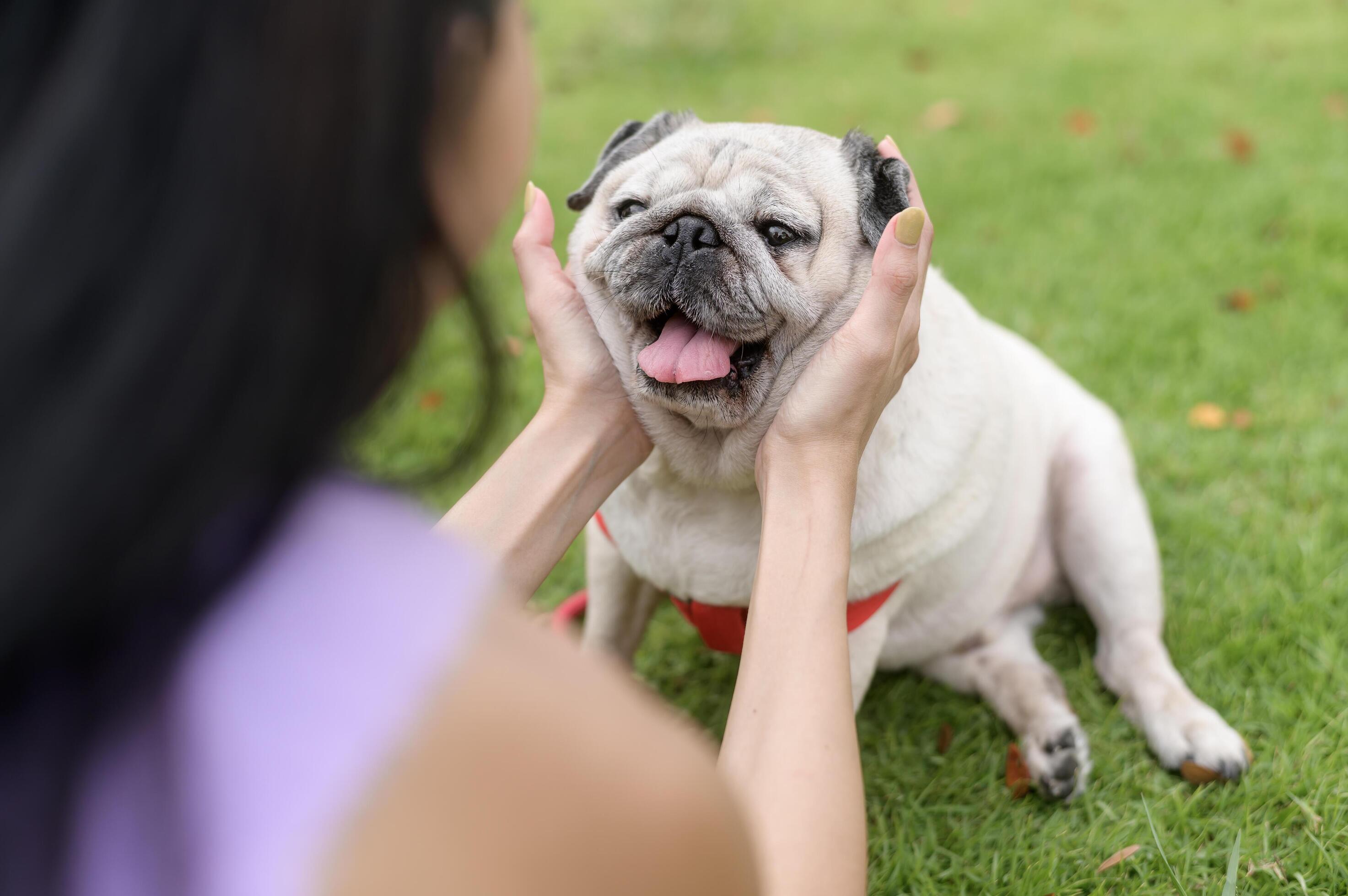 Happy asian woman playing with Cute Smart pug Puppy Dog In the Backyard Stock Free