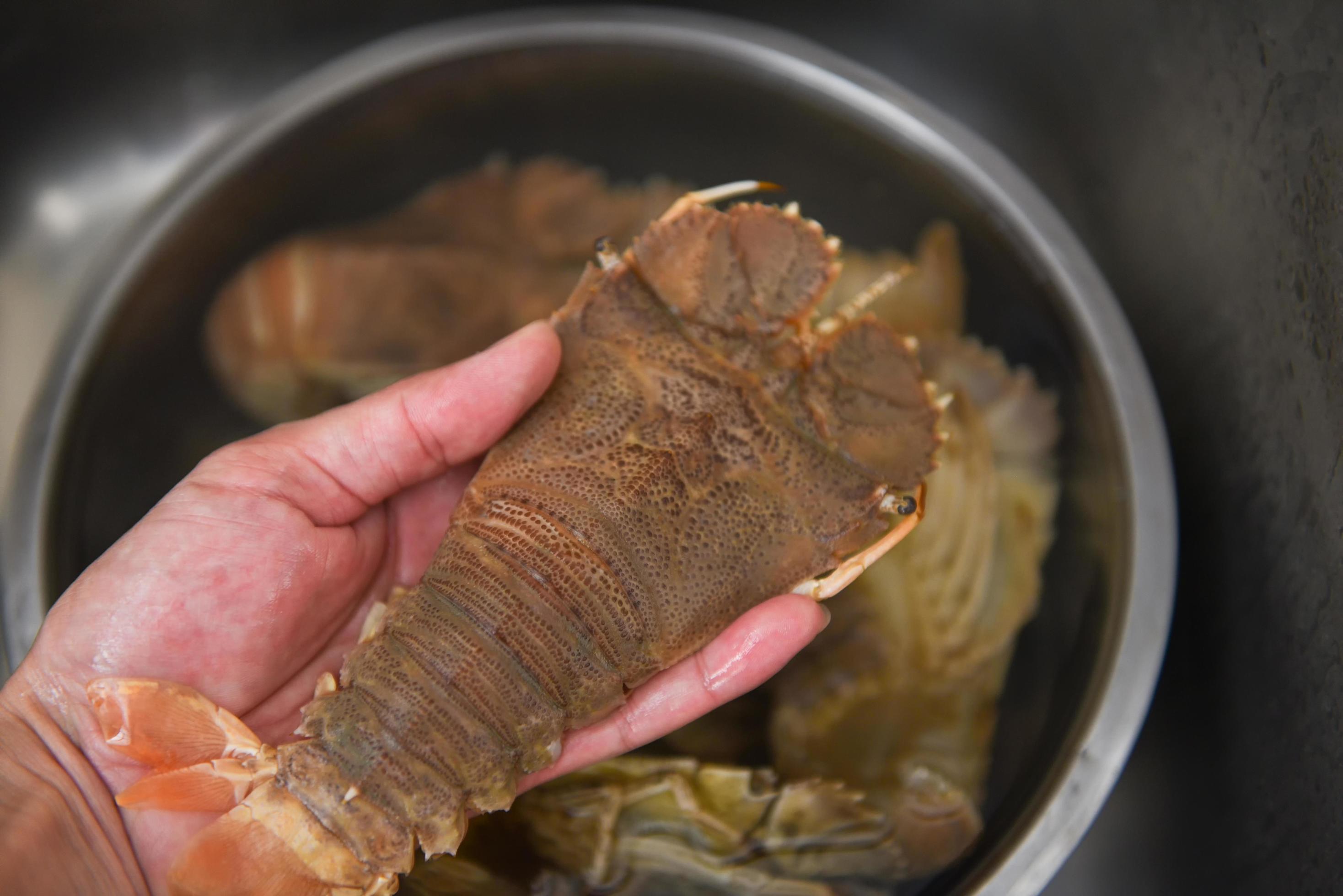 Raw flathead lobster shrimps on hand, fresh slipper lobster flathead for cooking food, Rock Lobster Moreton Bay Bug Stock Free