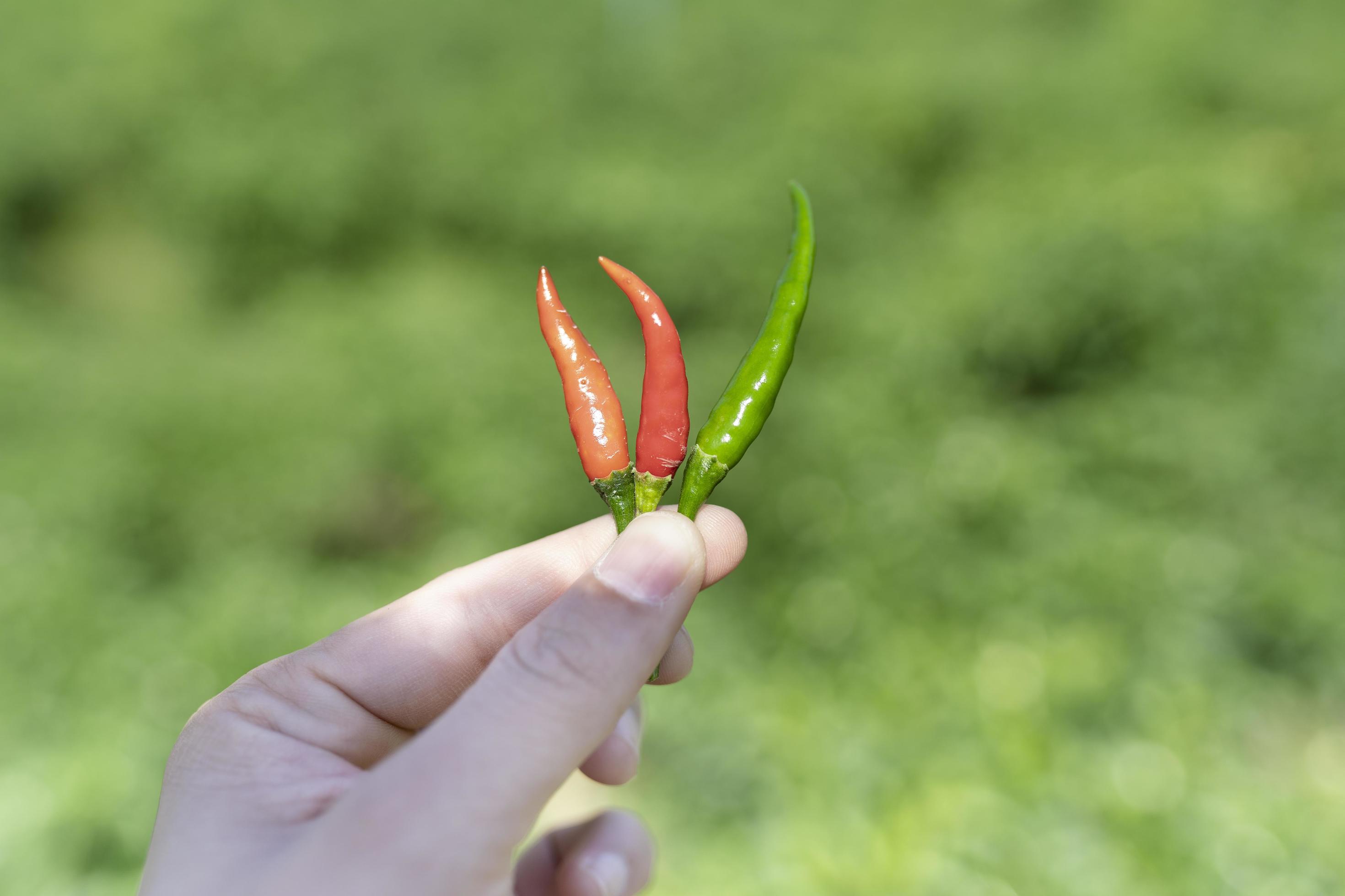 Fresh green and red chili in hand. One of important ingredient for cooking Thai food and very good for healthy. Stock Free