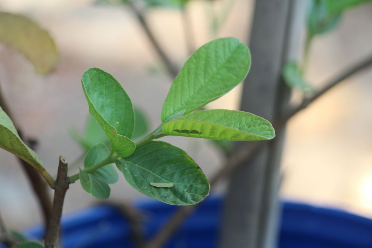 Guava Plant Leaves Stock Free