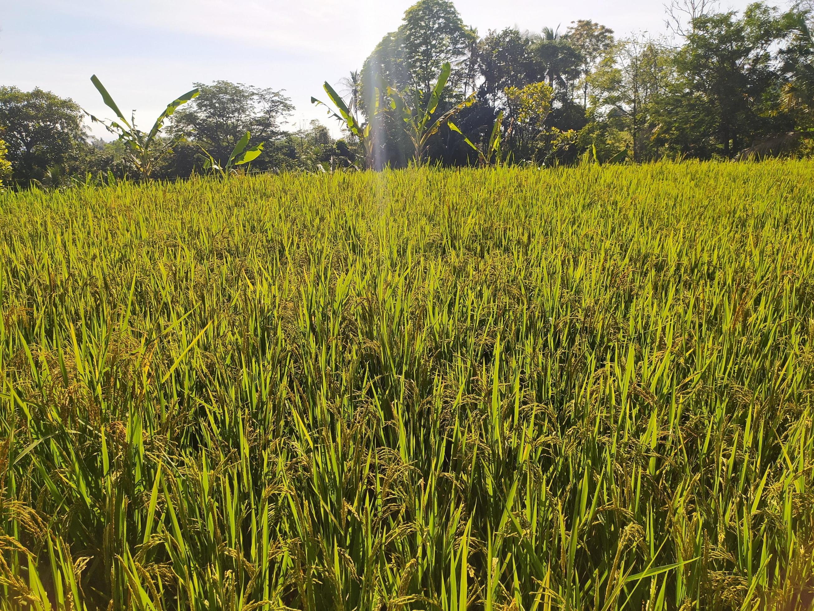 green ricefield beautiful nature lancscape Stock Free