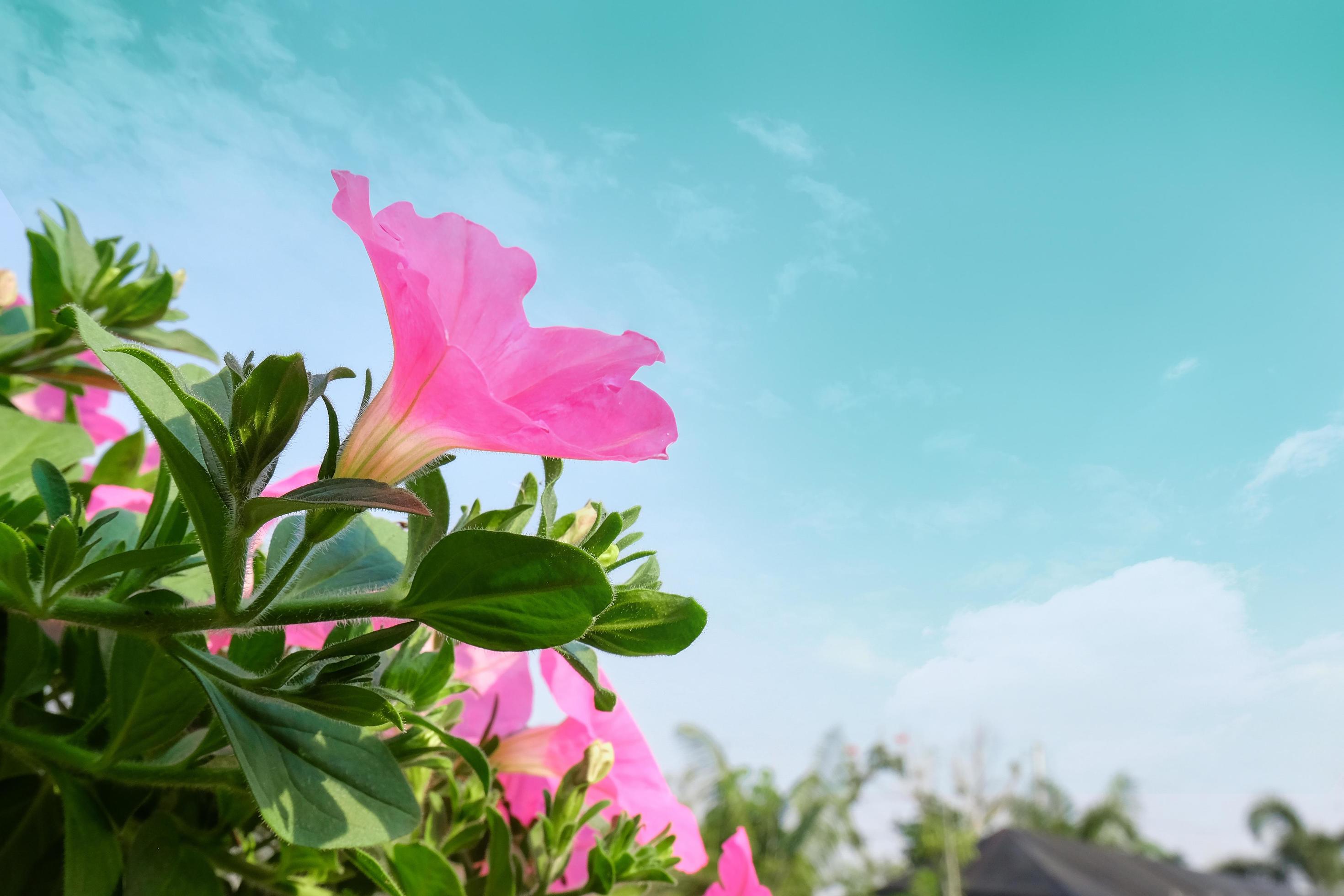 Pink flowers Plant in pot at garden . Stock Free