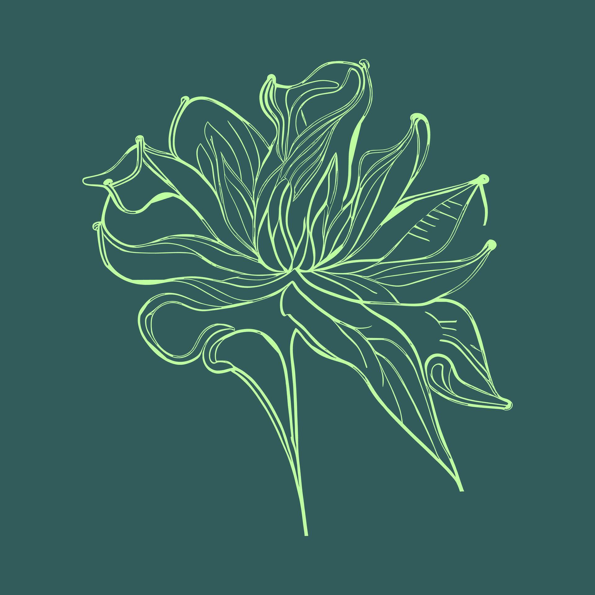 Lily flower. Hand drawn vector illustration of green botanical lilies flowers line drawing. Stock Free