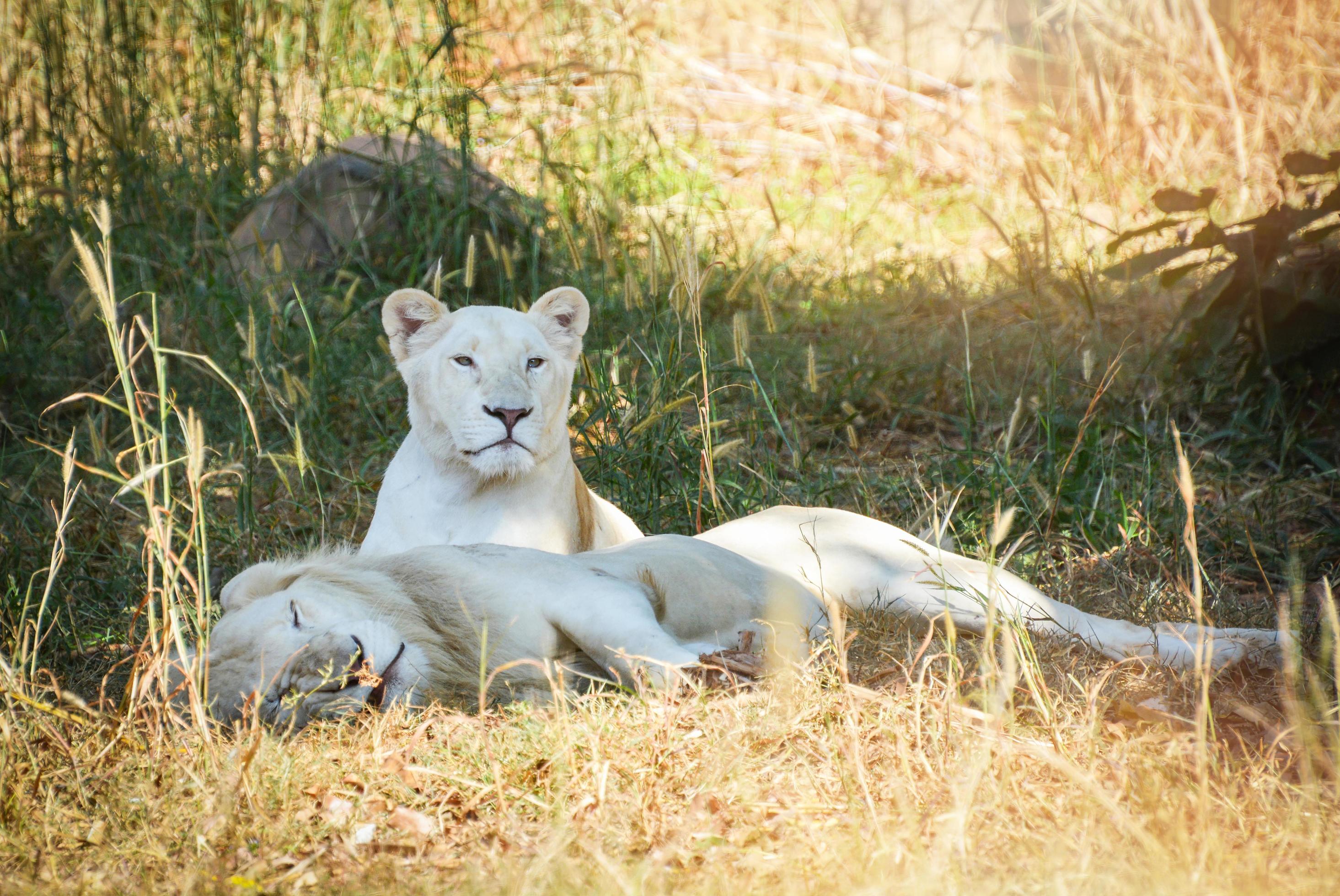 Male and female family white lion lying relaxing on grass field safari Stock Free