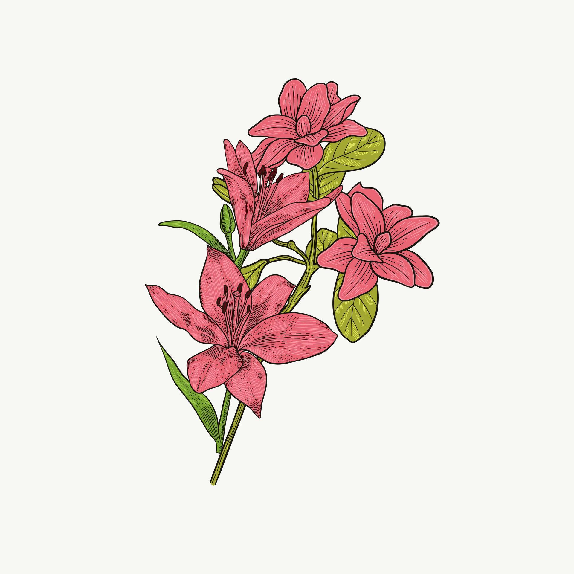 vintage style hand drawn pink flower illustration Stock Free