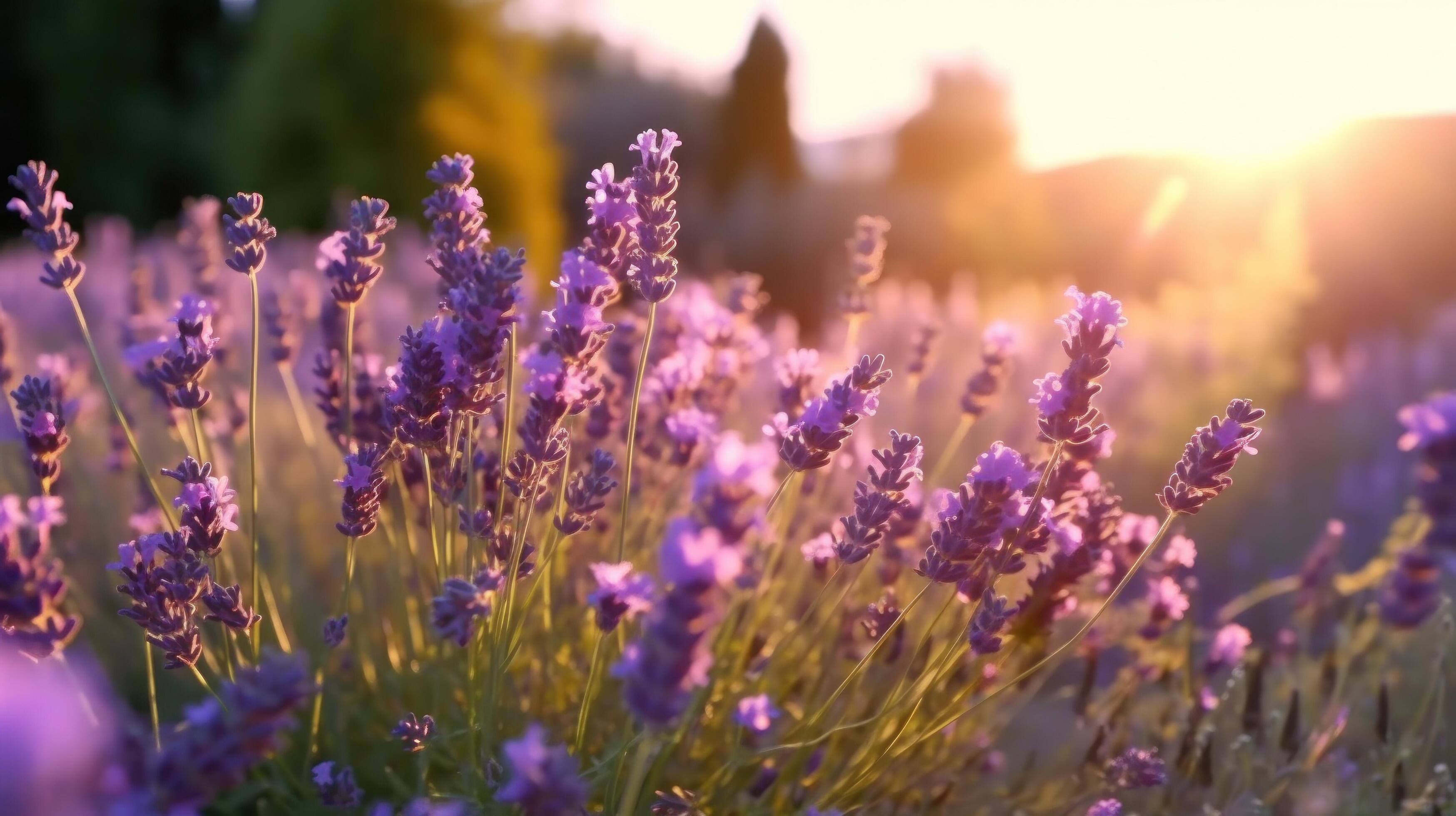 Lavender flower field. Illustration Stock Free