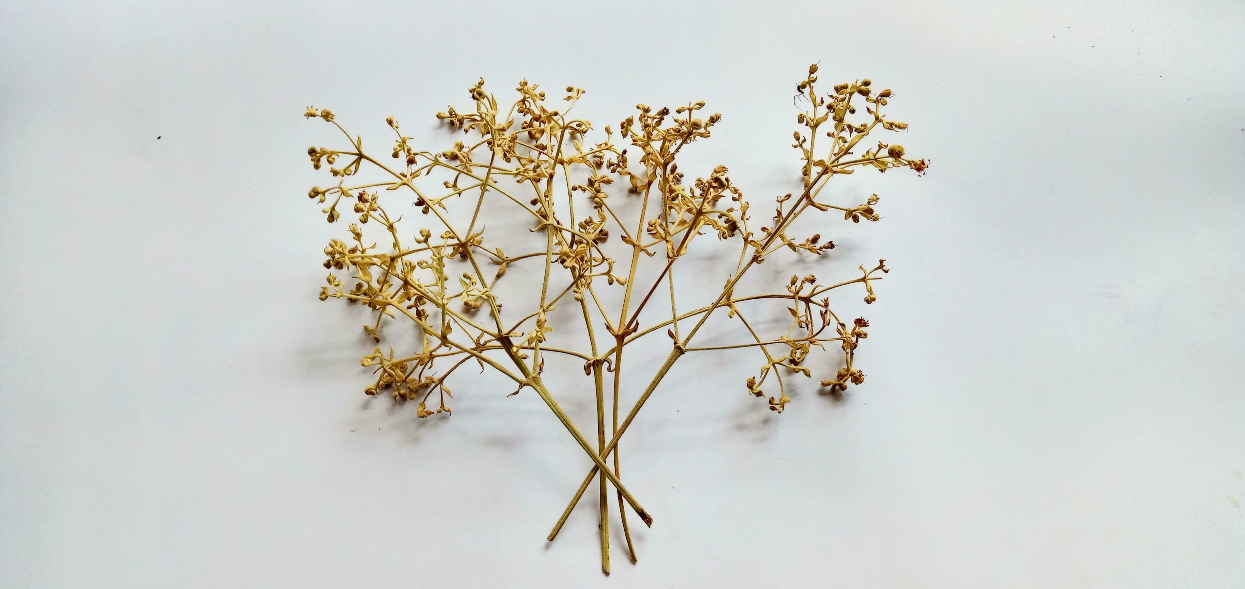 Brown flower stalks with small dots on the white background. Stock Free