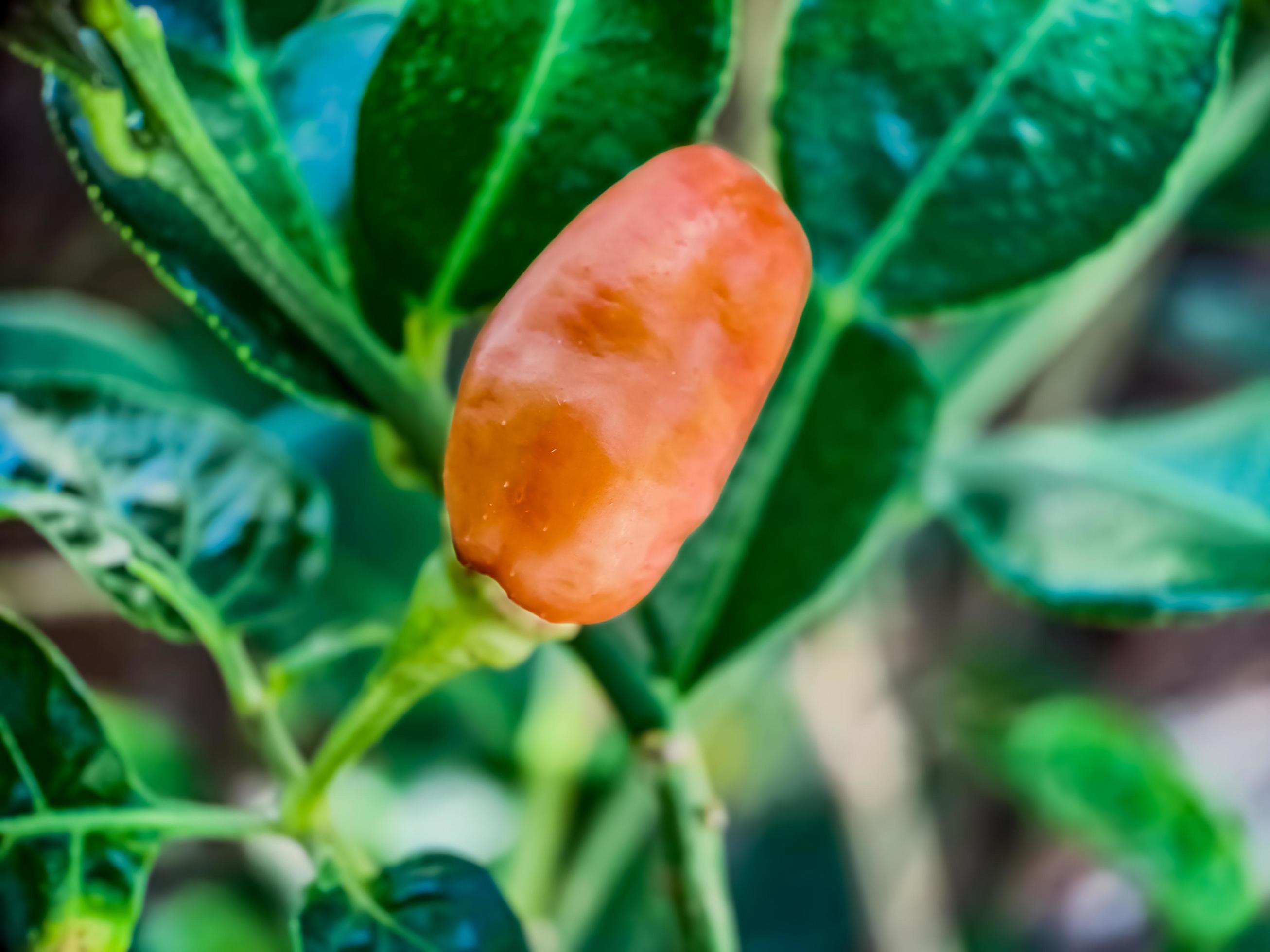 Little red cayenne pepper on organic garden farm. plants that are food and plants Stock Free