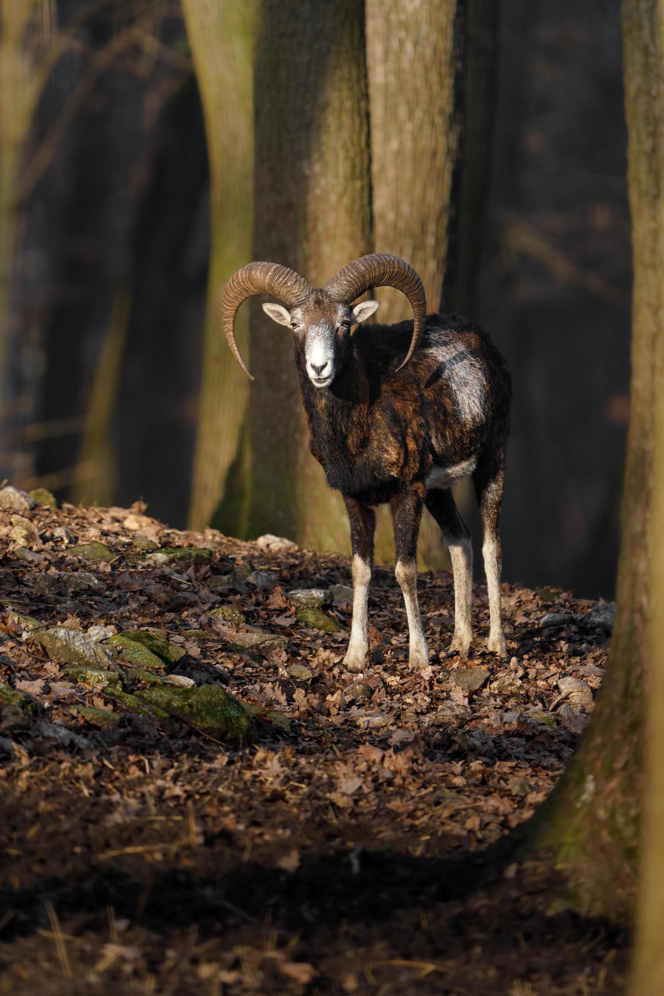 Mouflon in forest Stock Free