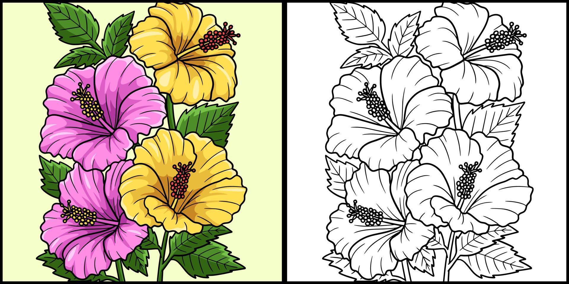 Hibiscus Flower Coloring Page Colored Illustration Stock Free