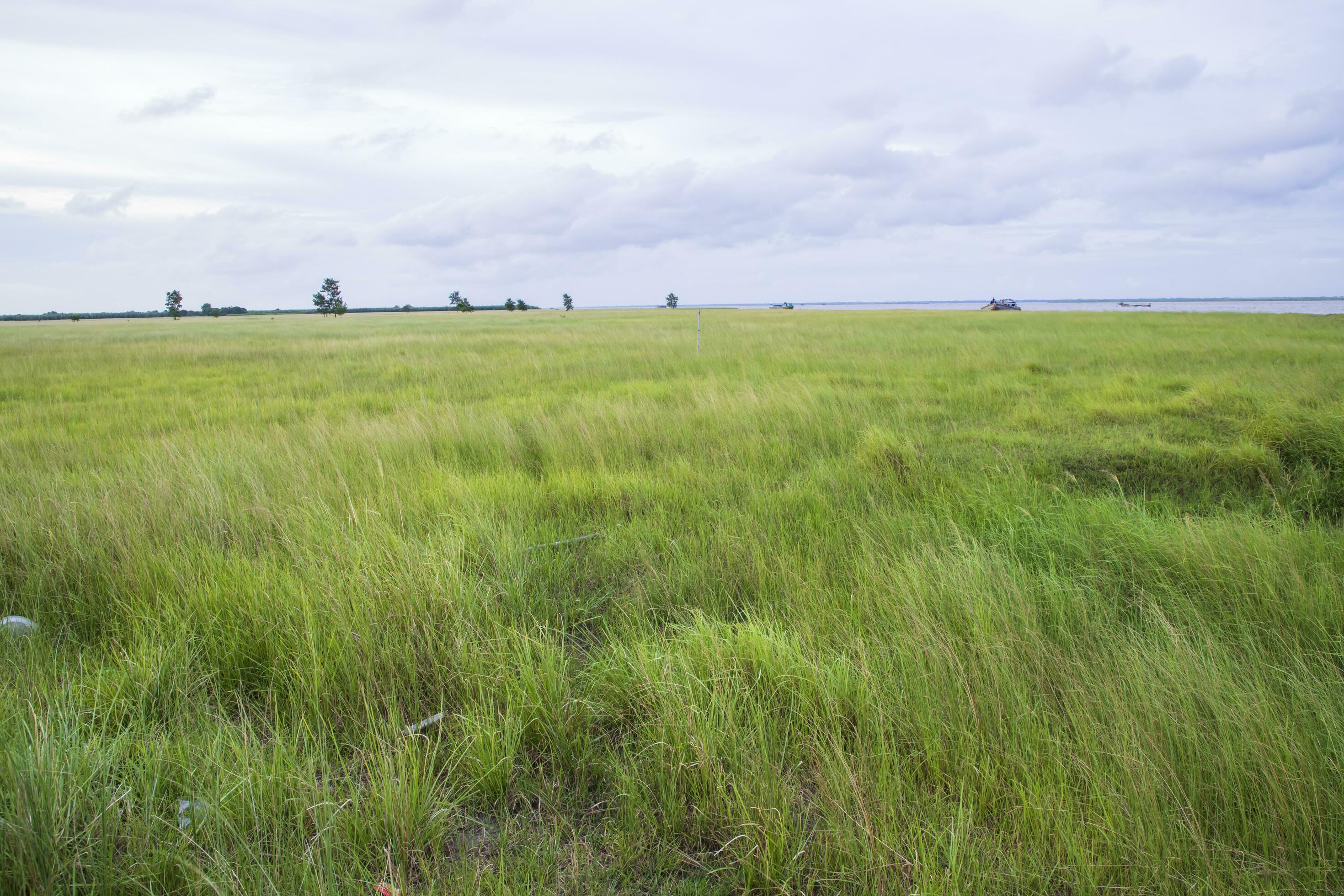 Natural Landscape view of green grass field with blue sky Stock Free