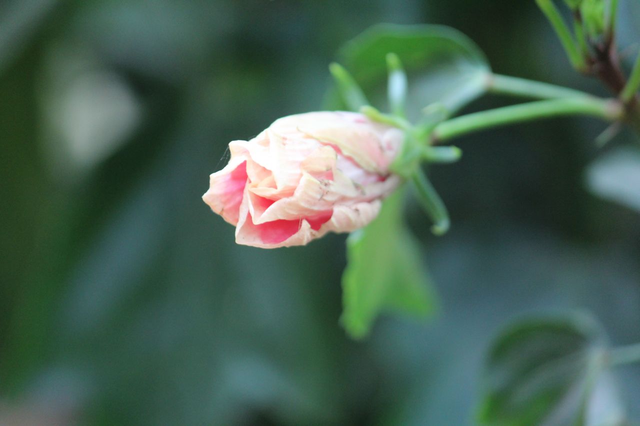 Hibiscus Bud Flower Stock Free