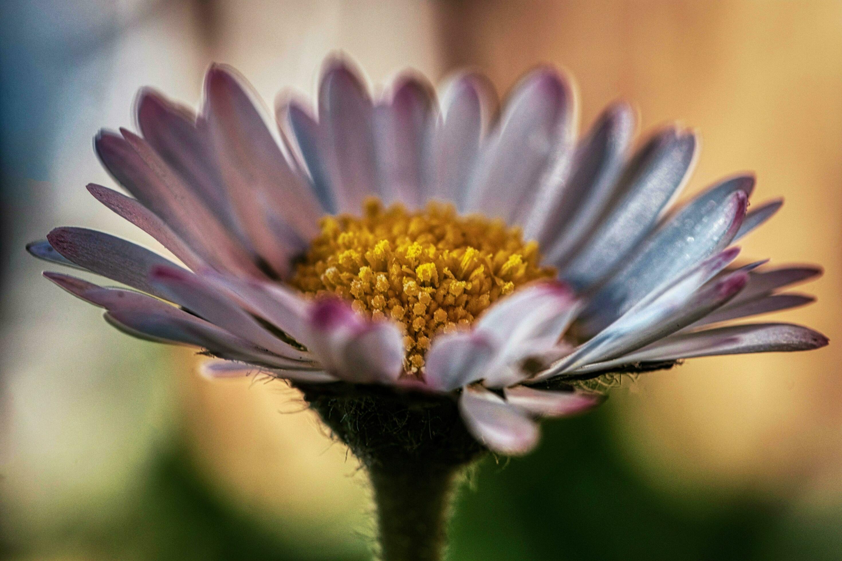 the daisy flower in a photographic sctto with blurred background and hdr technique Stock Free