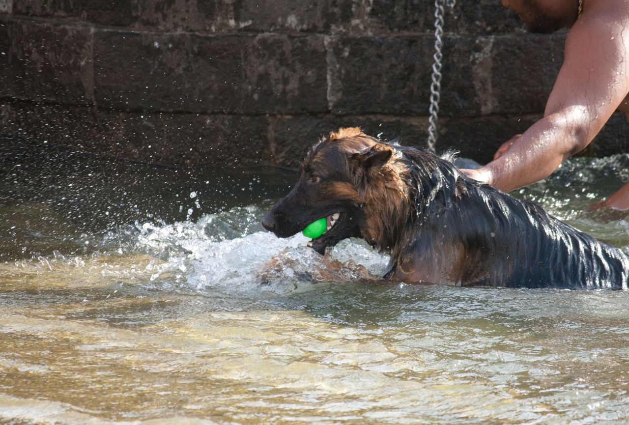 Dog With Owner Water Stock Free