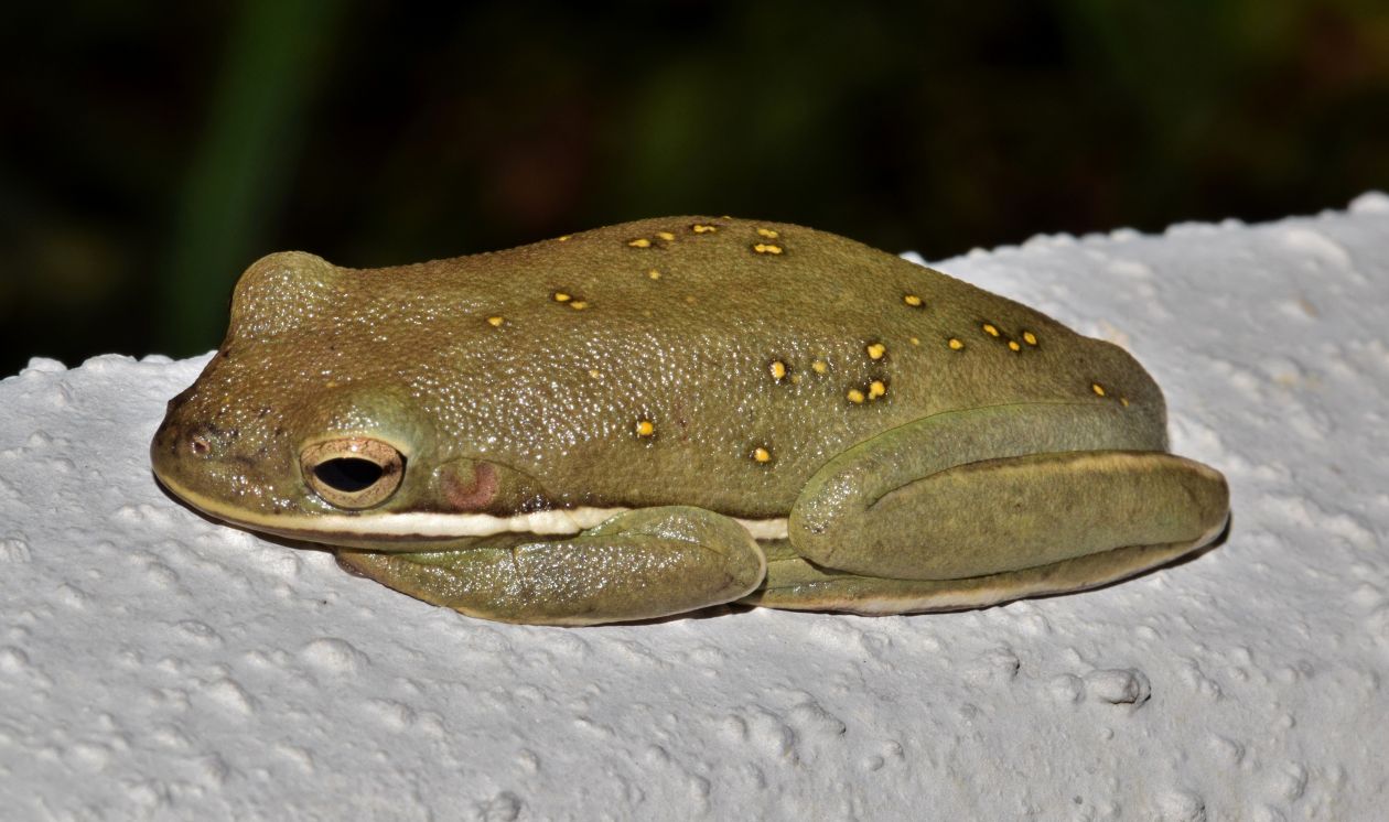 American green tree frog Stock Free