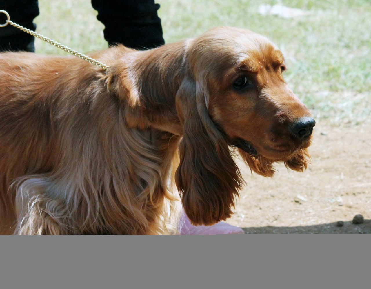 Cocker Spaniel Long Ears Stock Free