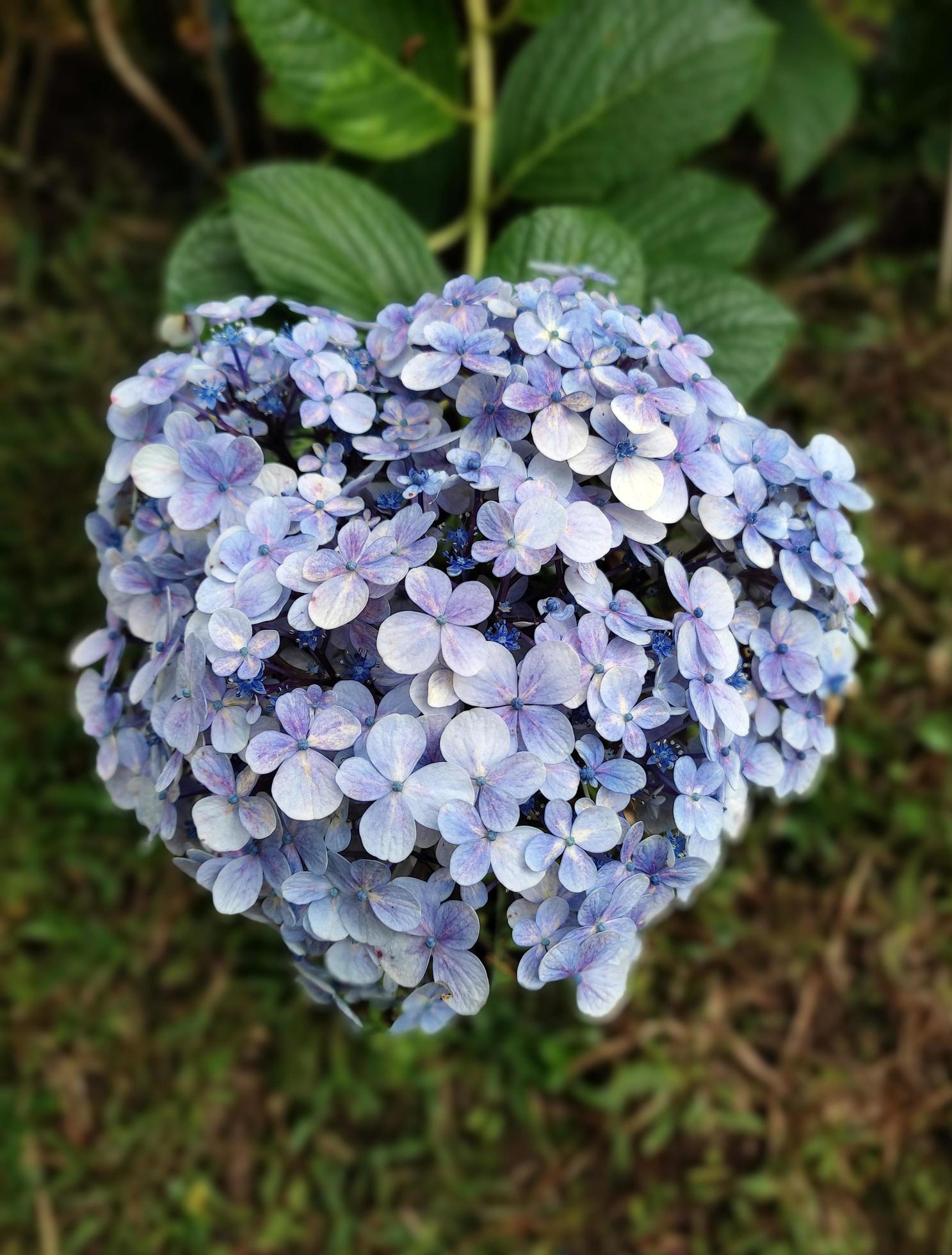 Hortensia flower or Hydrangea Macrophylla in the garden. Stock Free