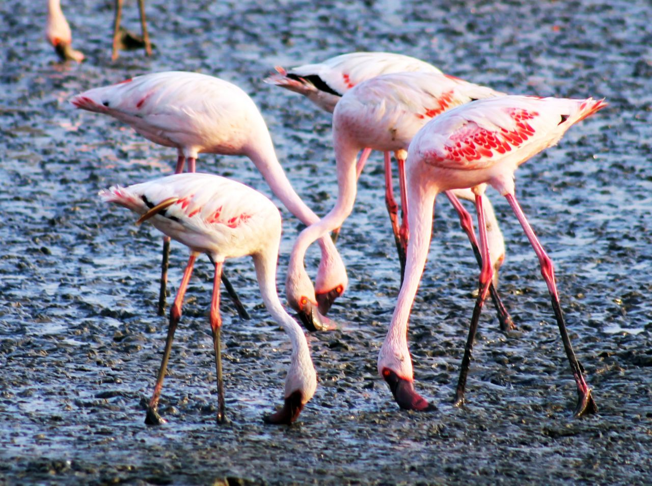 Flamingo Birds 2 Stock Free