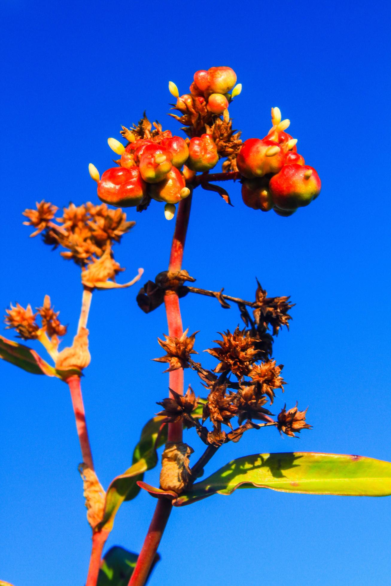 Beautiful Wild flowers with blue sky on the mountain Stock Free