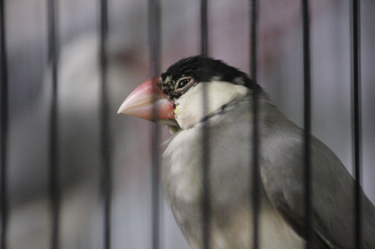 Bird In Cage 2 Bird Show Stock Free