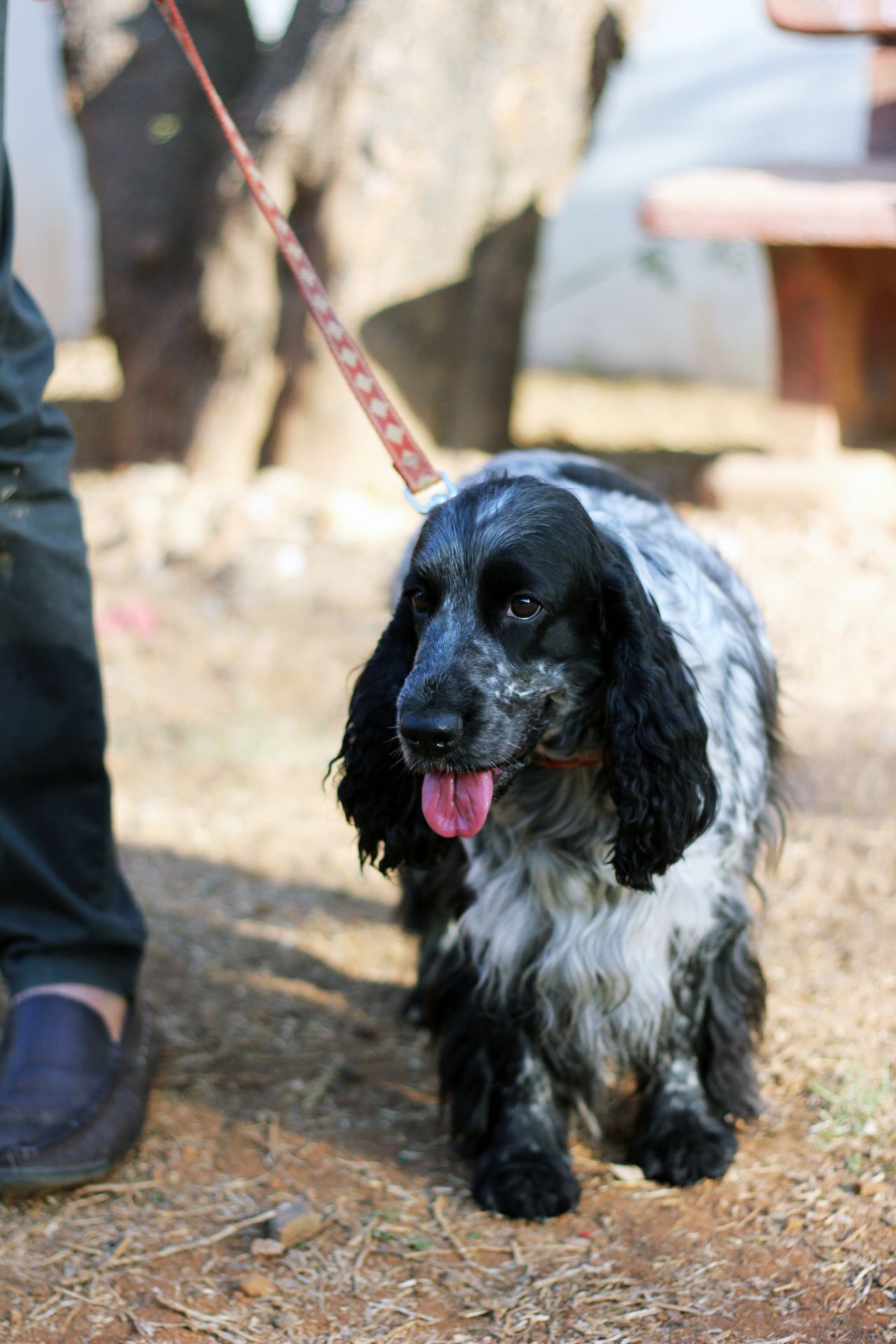 Spaniel Dog Black White Stock Free