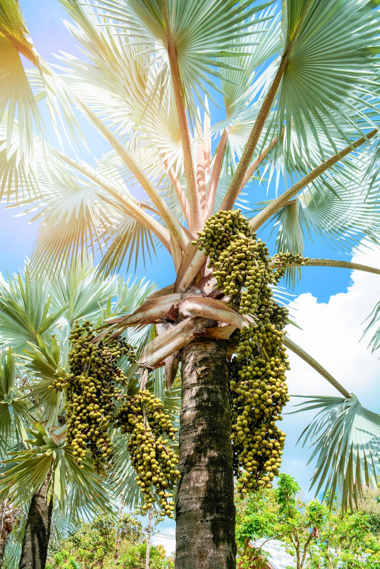 palm fruit on tree in the garden on bright day and blue sky background Stock Free