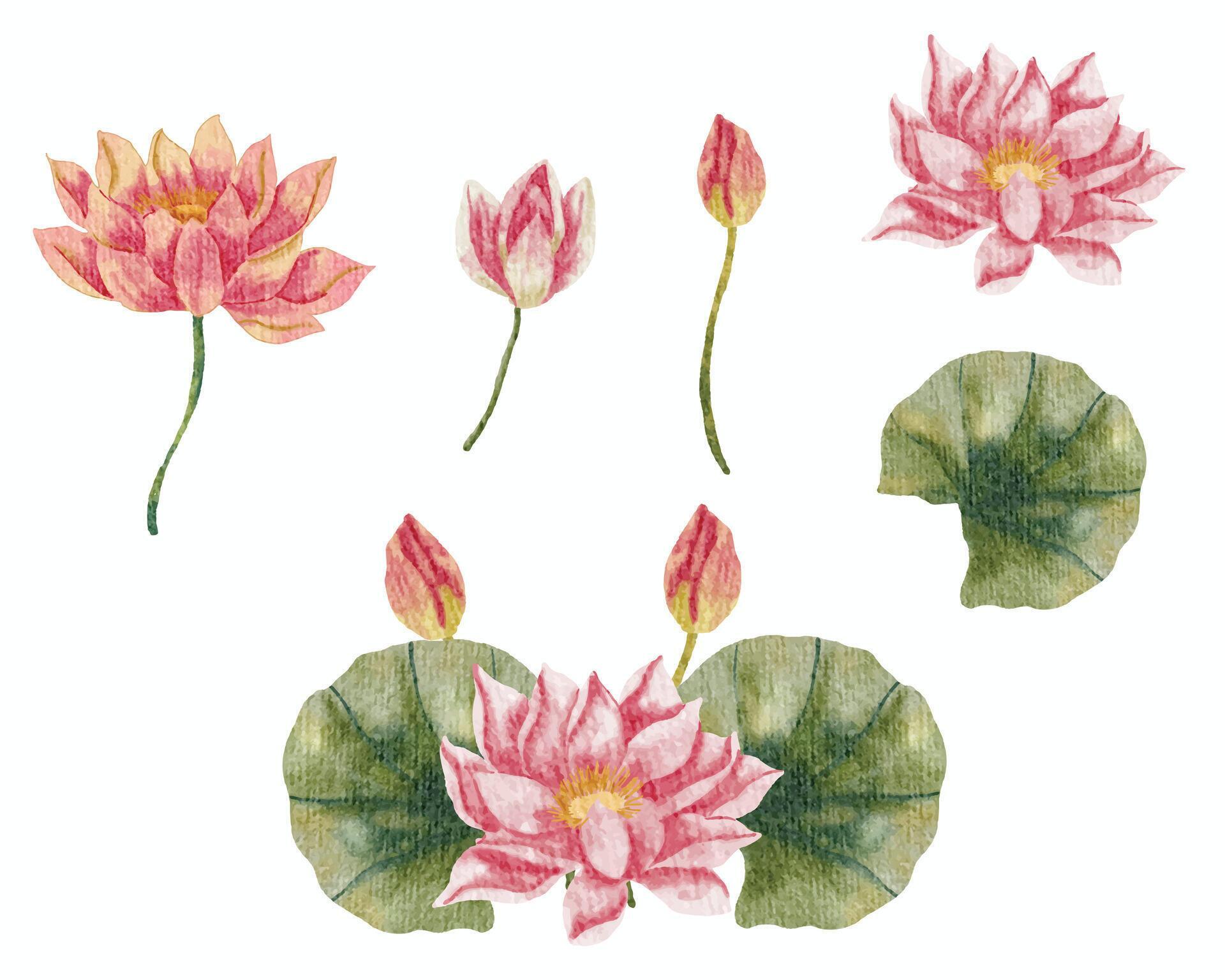 Pink Water Lily Watercolor Flower Stock Free