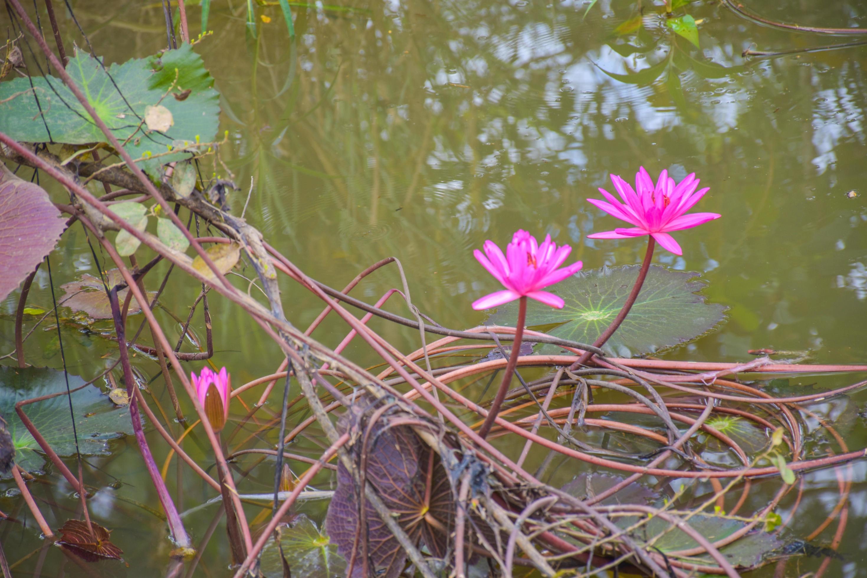 pink lotus flower in water and corner beauty leaves natur Stock Free