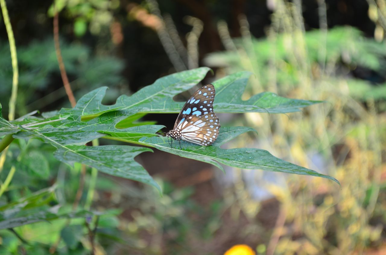 Blue Tiger Butterfly On Leaf Stock Free