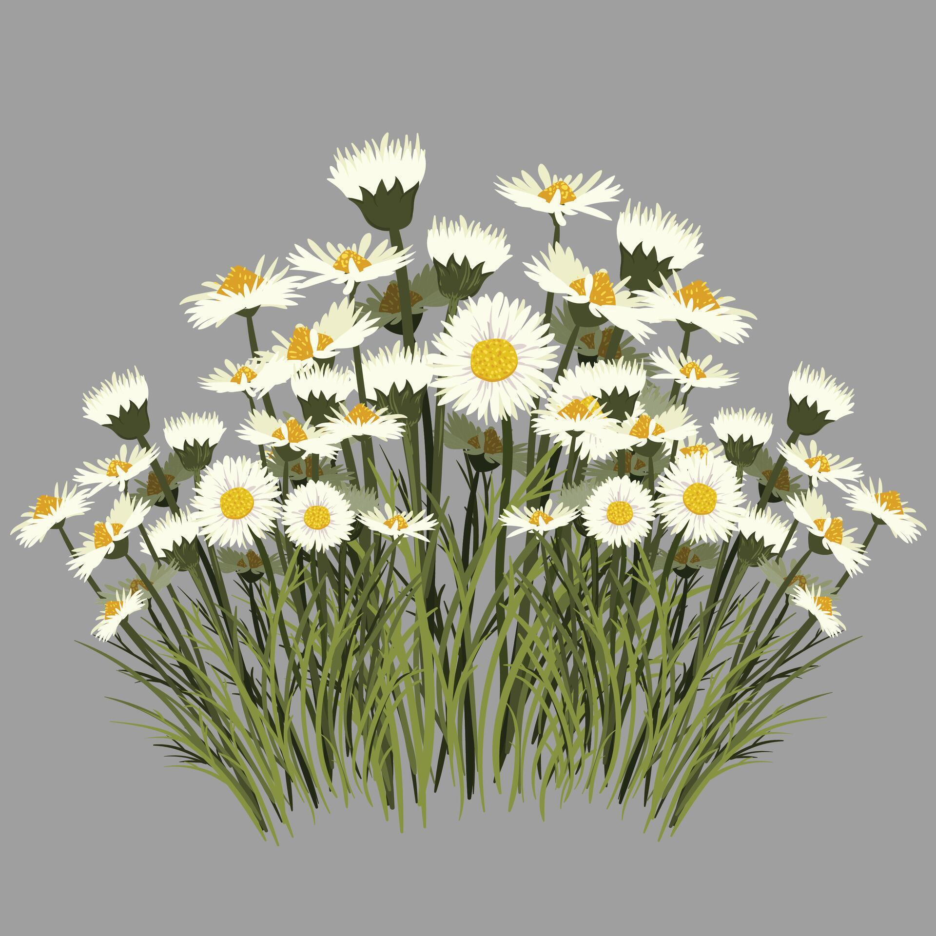 White flowers background Vector Stock Free