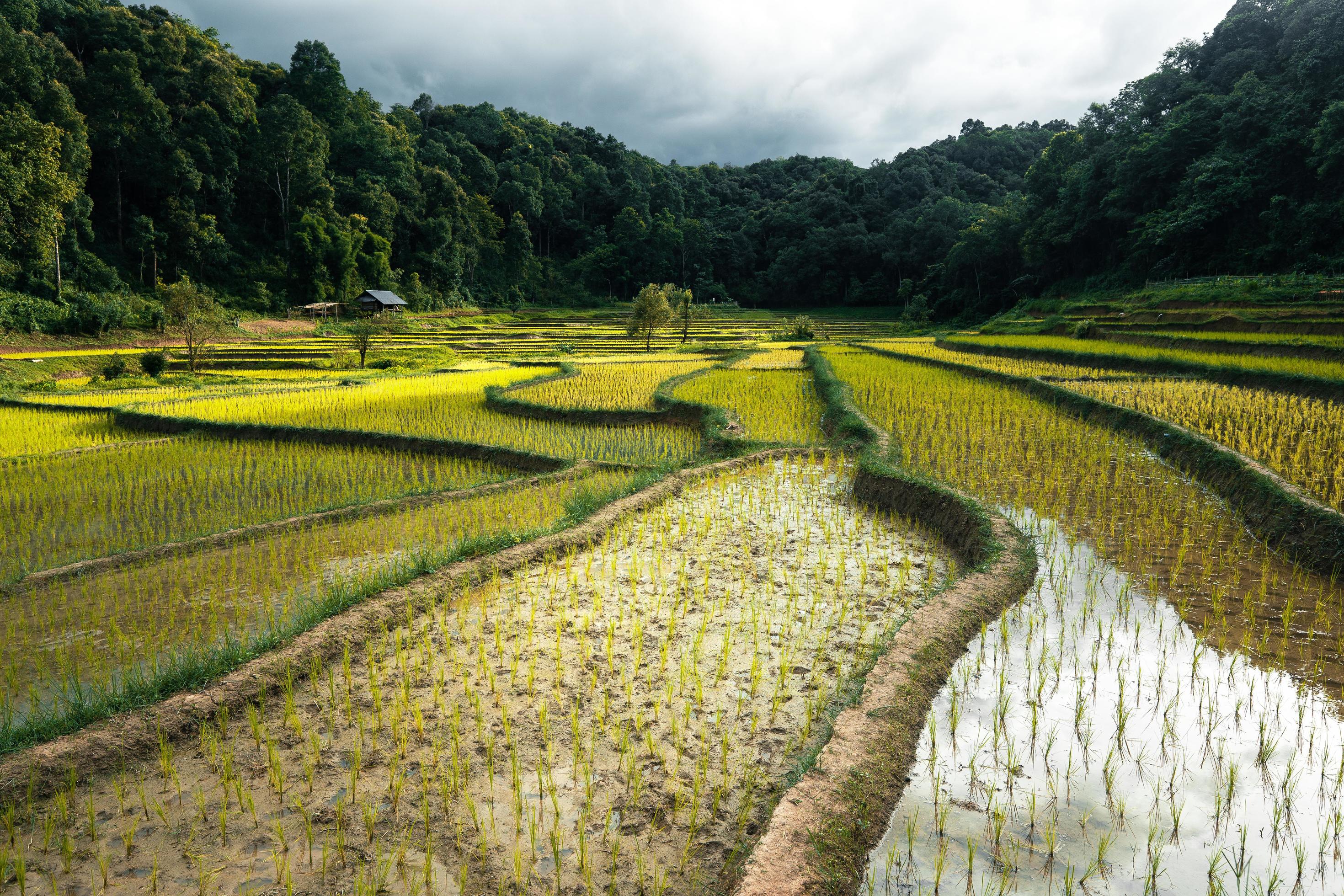 young rice plant in the field Stock Free