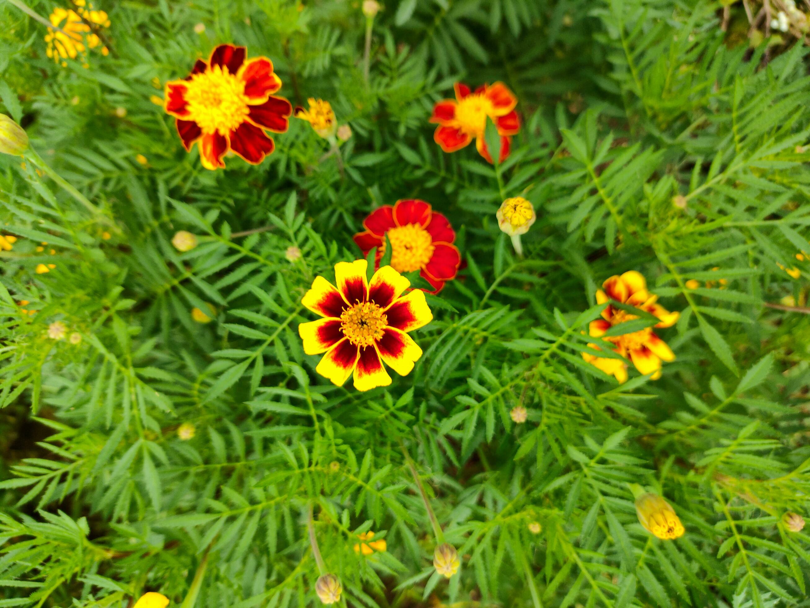 Yellow and orange Marigold flowers in the garden Stock Free