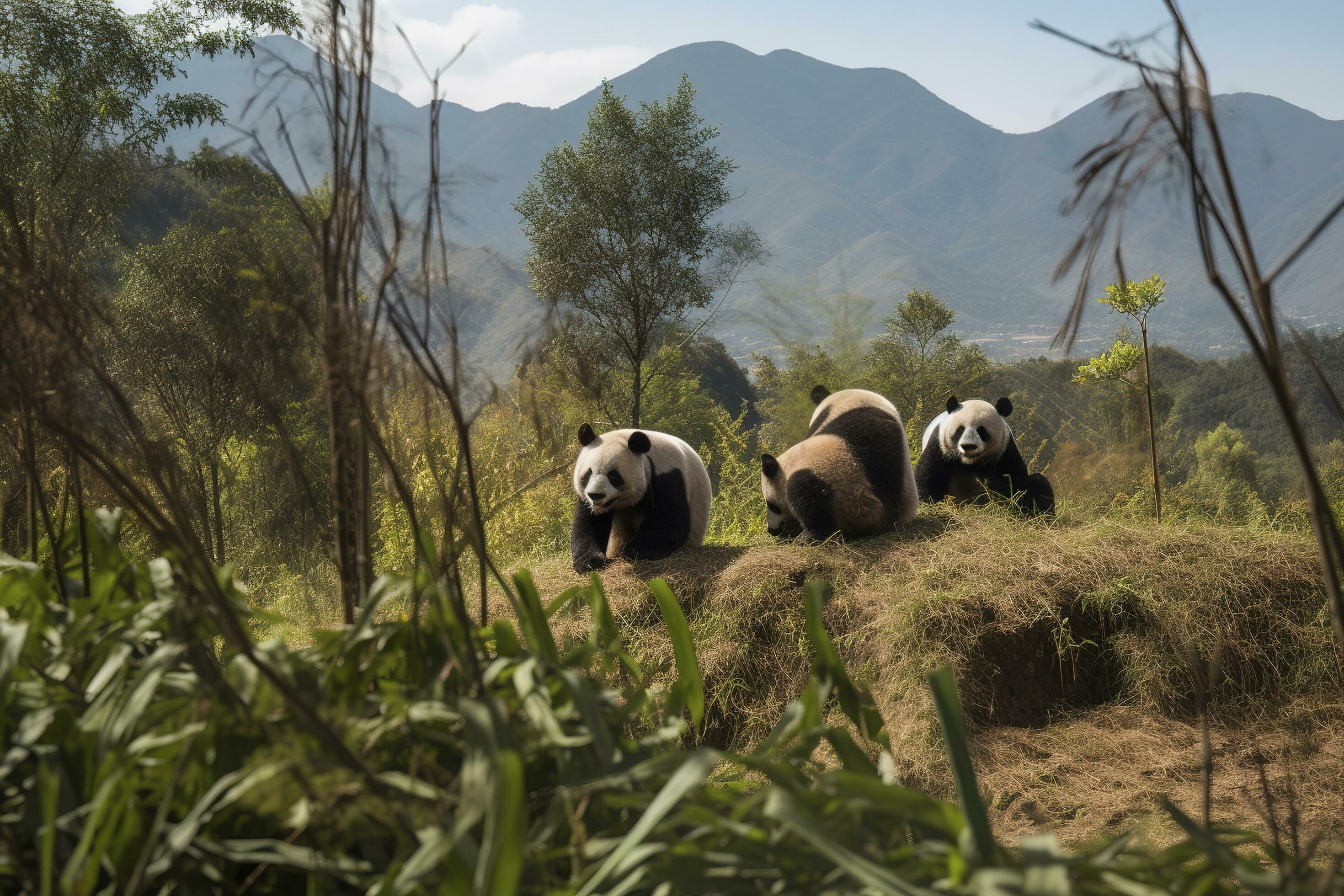 A family of pandas playing in a bamboo forest, generate ai Stock Free