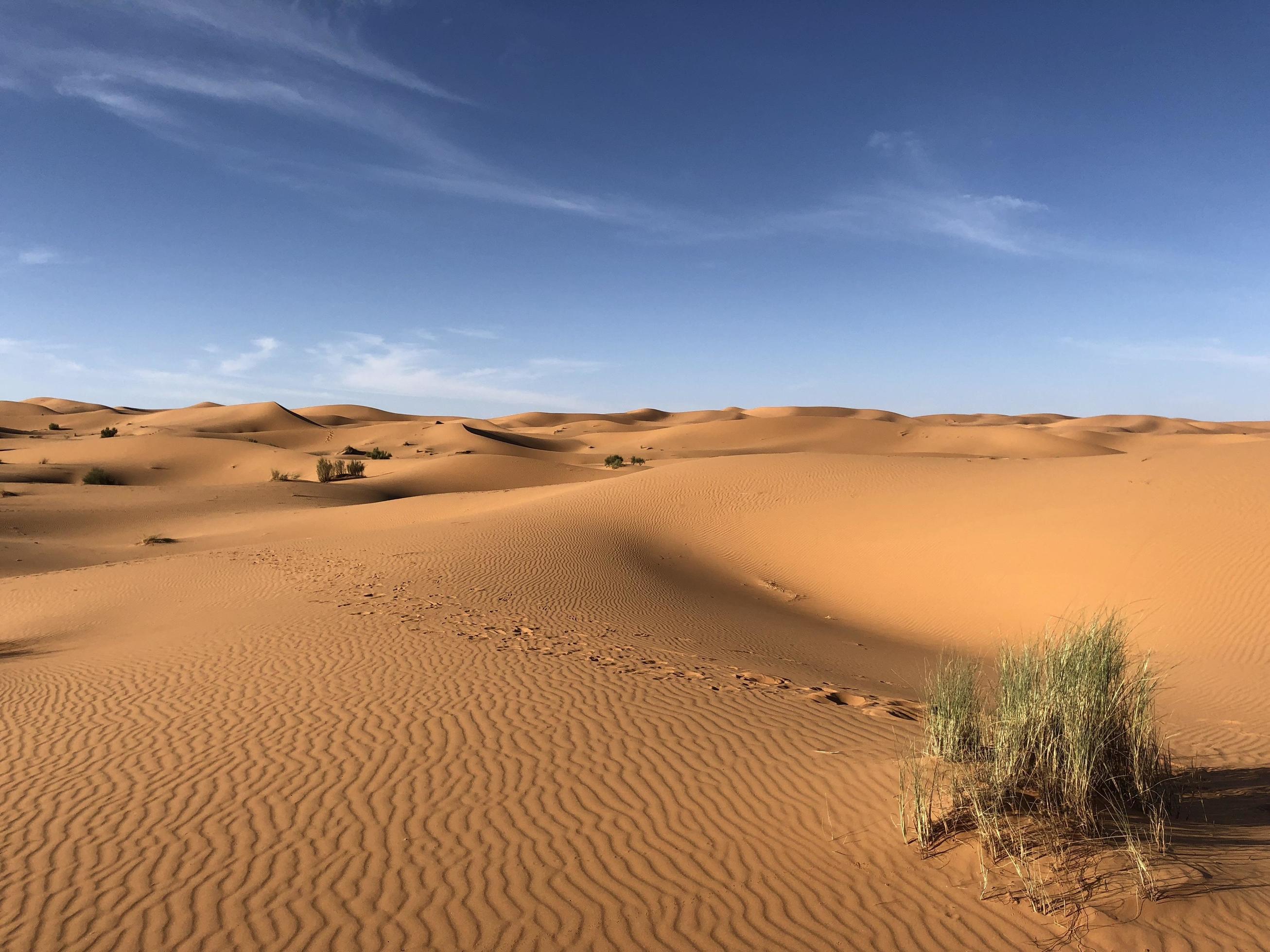 Grass on the Sahara Desert Stock Free