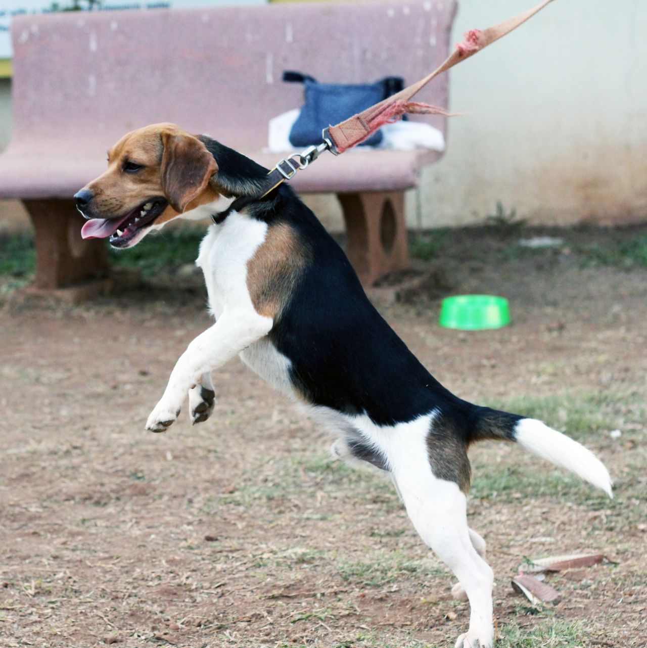 Beagle Dog Jumping Stock Free