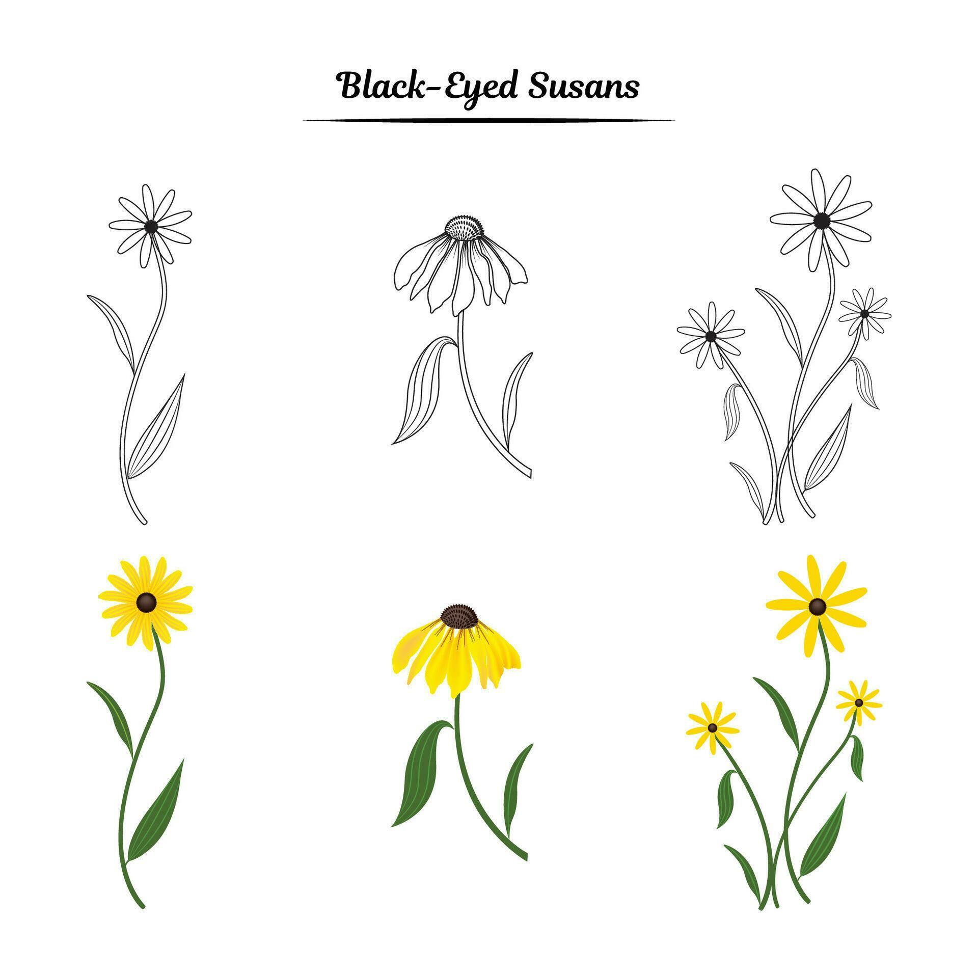 Black eyed Susan flower illustration Stock Free