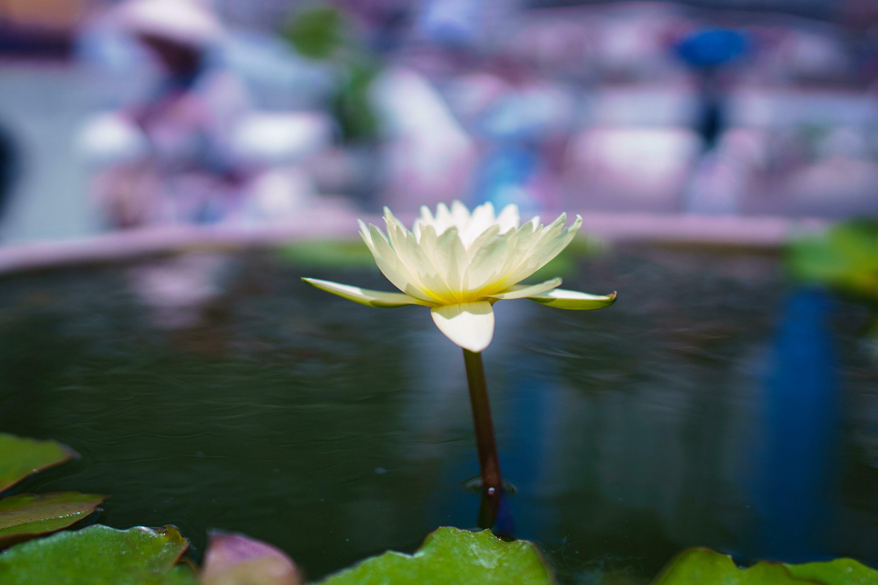 Lotus Flower Bloom Stock Free