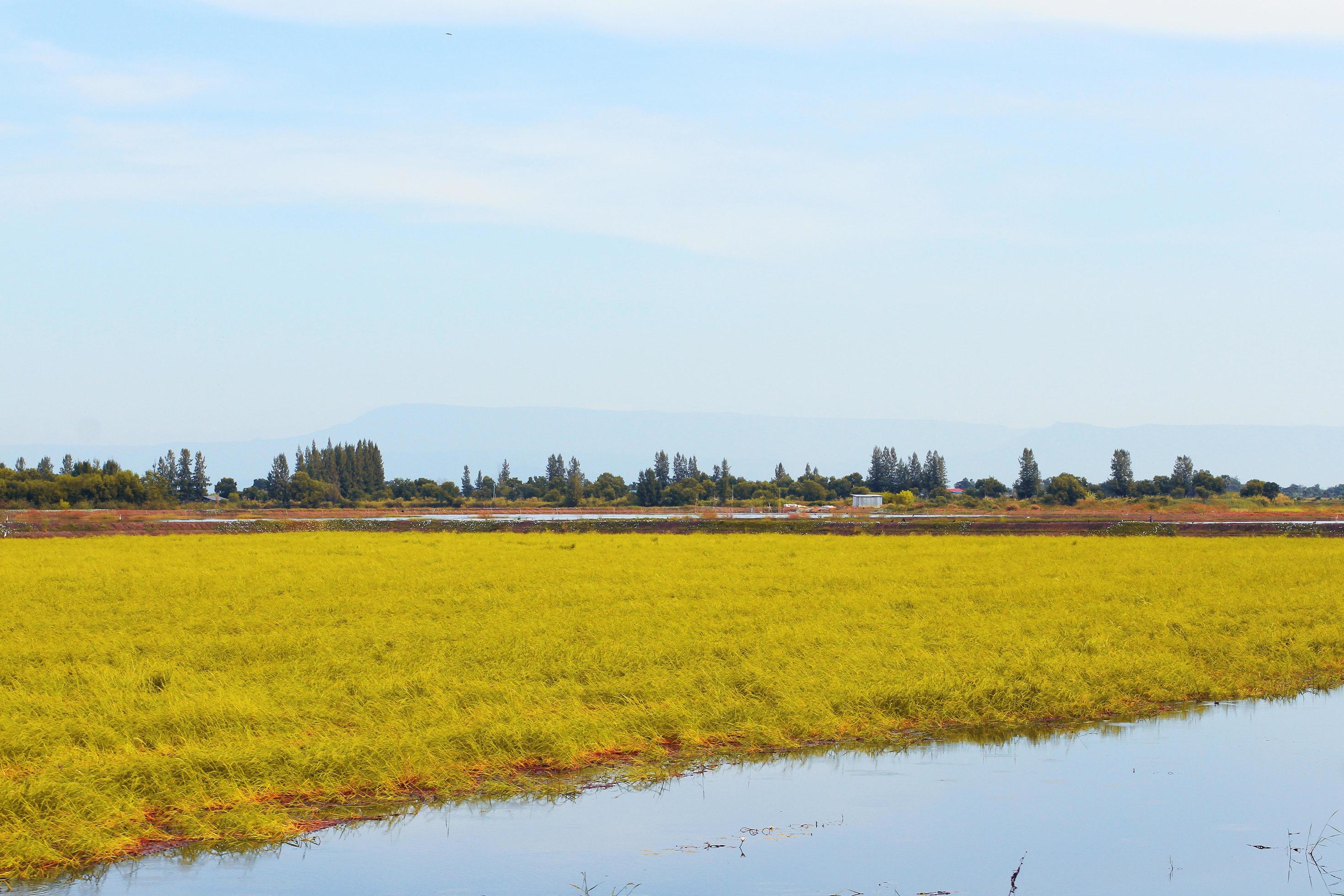 Beautiful Landscape of Fresh green rice fields and plantations near canal in Thailand Stock Free