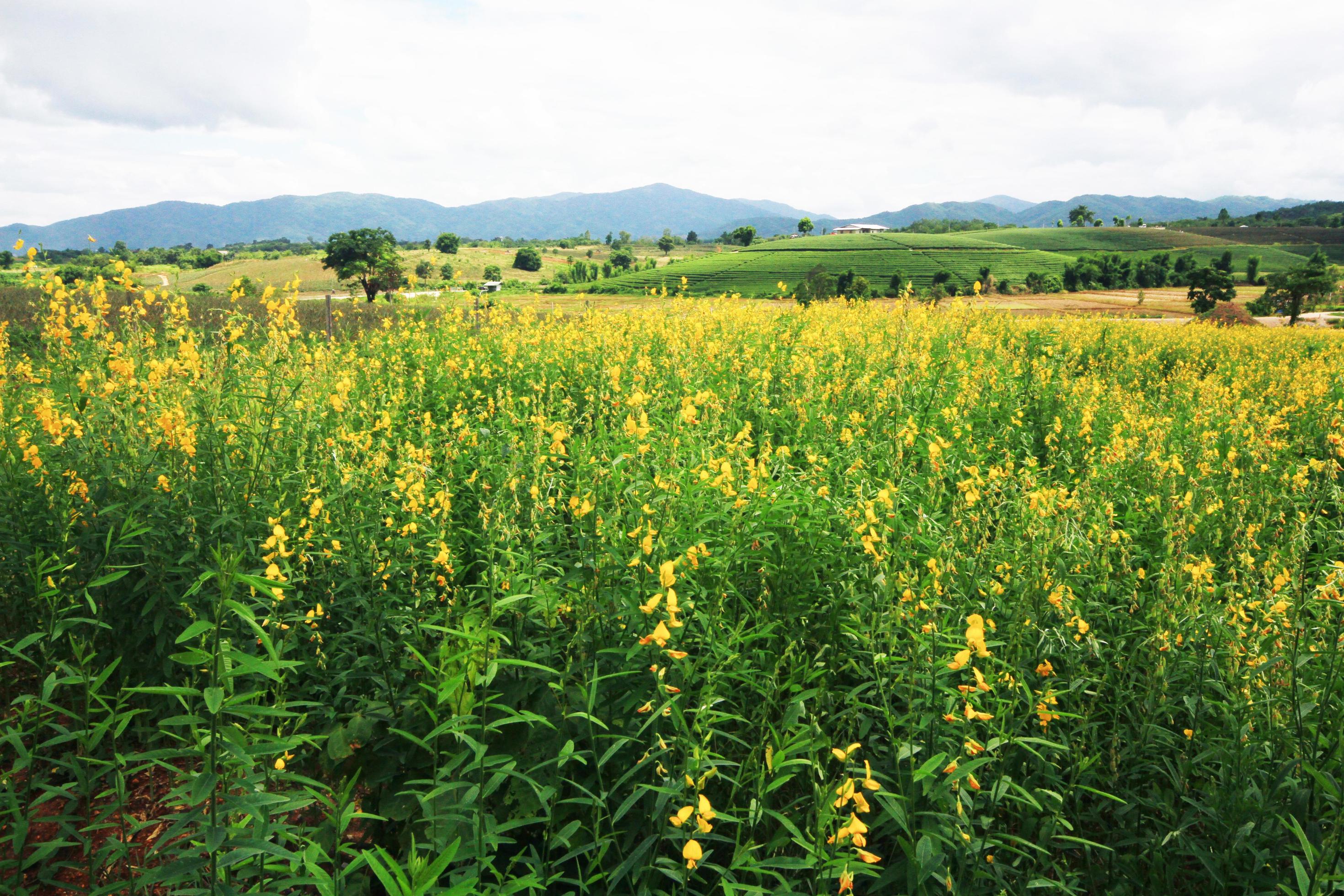 Beautiful yellow Sun hemp flowers or Crotalaria juncea farm on the mountain in Thailand.A type of legume. Stock Free