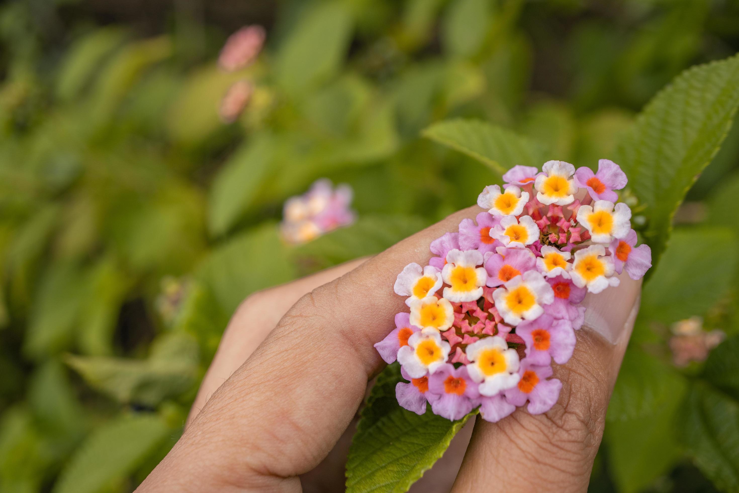 Macro photo of meadow flower white, pink yellow and violet color. The photo is suitable to use for nature flower background, poster and advertising. Stock Free