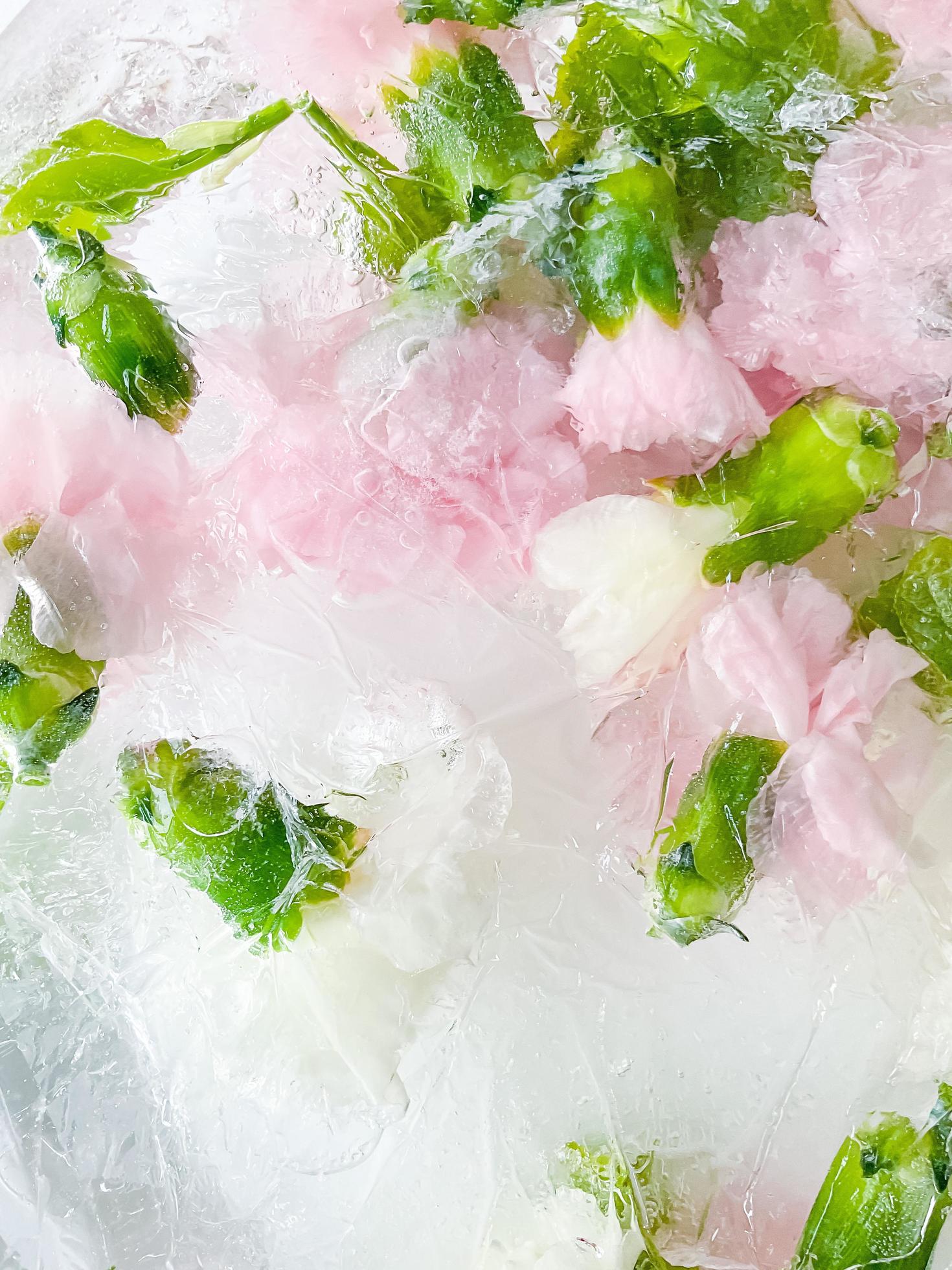 carnation, garden flowers frozen in ice. backgraund Stock Free