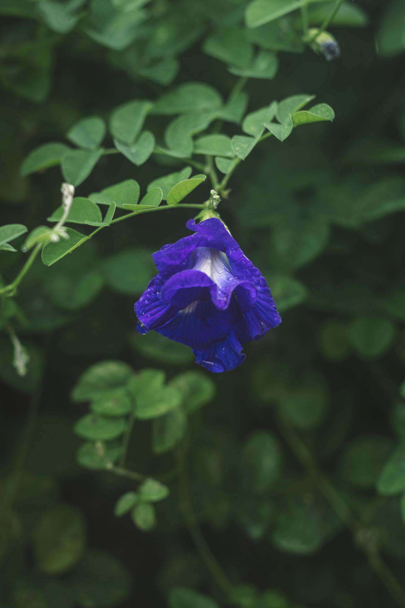 a butterfly pea flower Stock Free