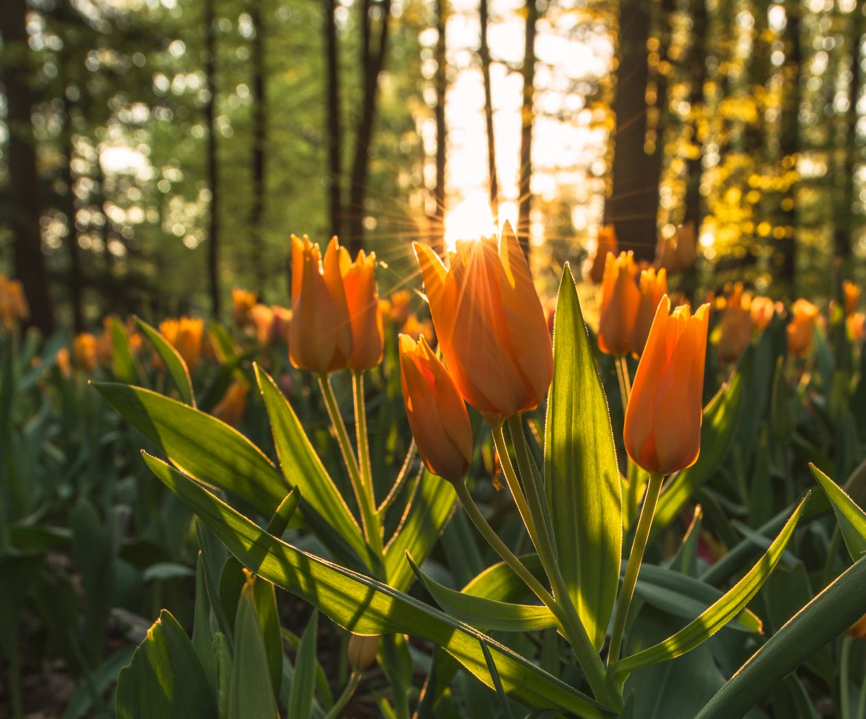 Flowers Bathed In Sunlight Stock Free