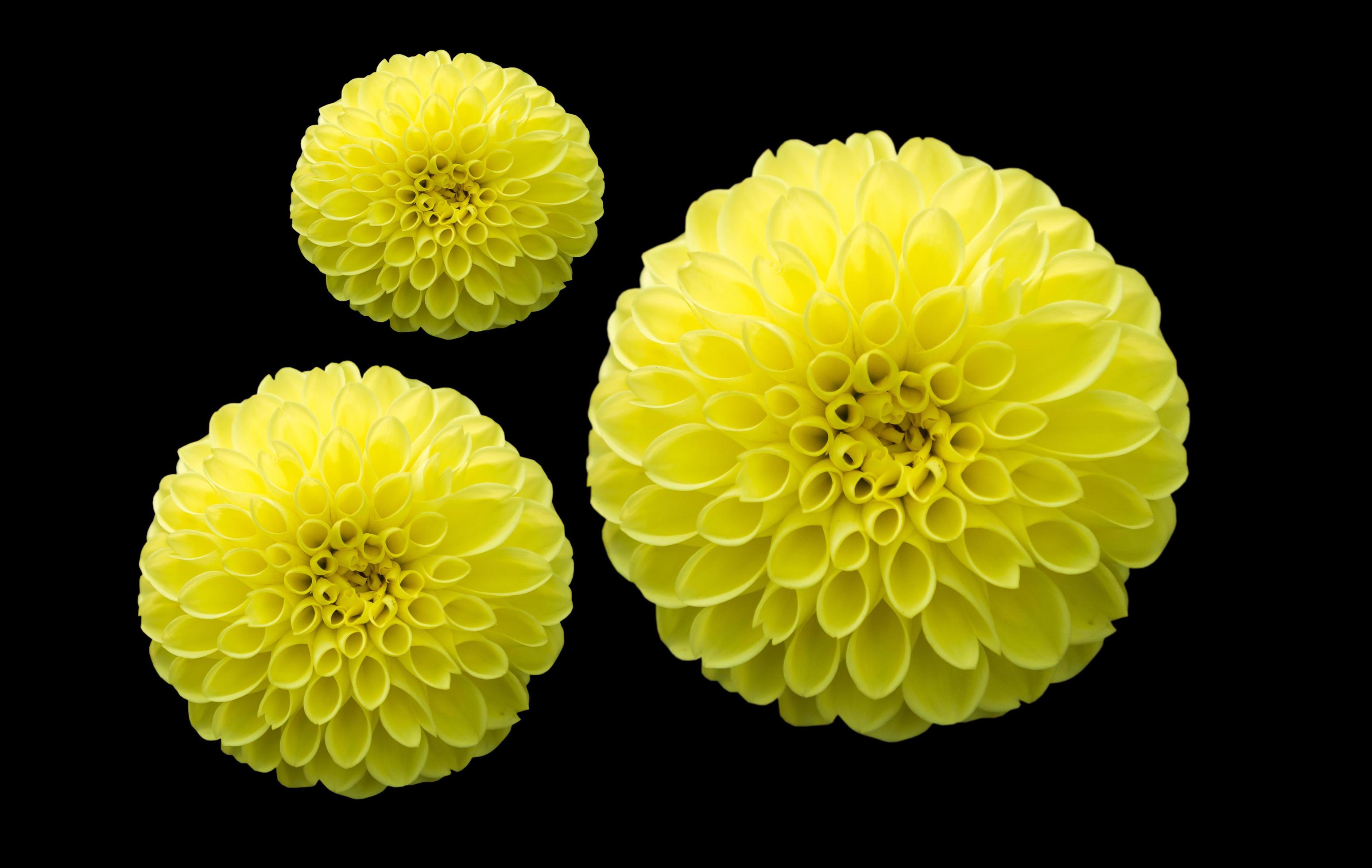 hybrid yellow Dahlia flower isolated on black, selective focus Stock Free