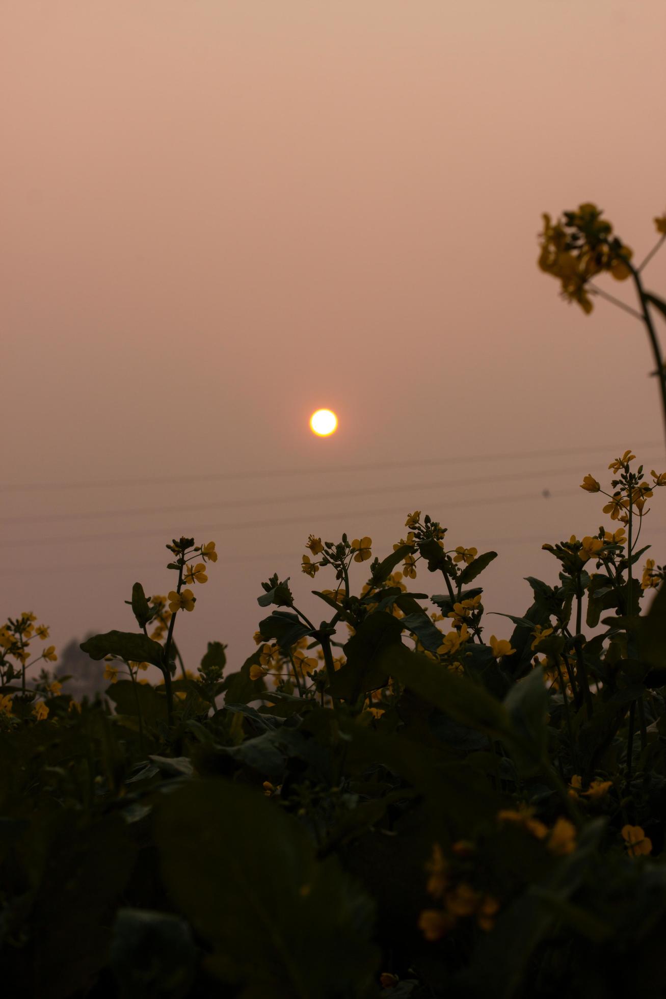 The Beautiful Nature Background Photo In Bangladesh Stock Free