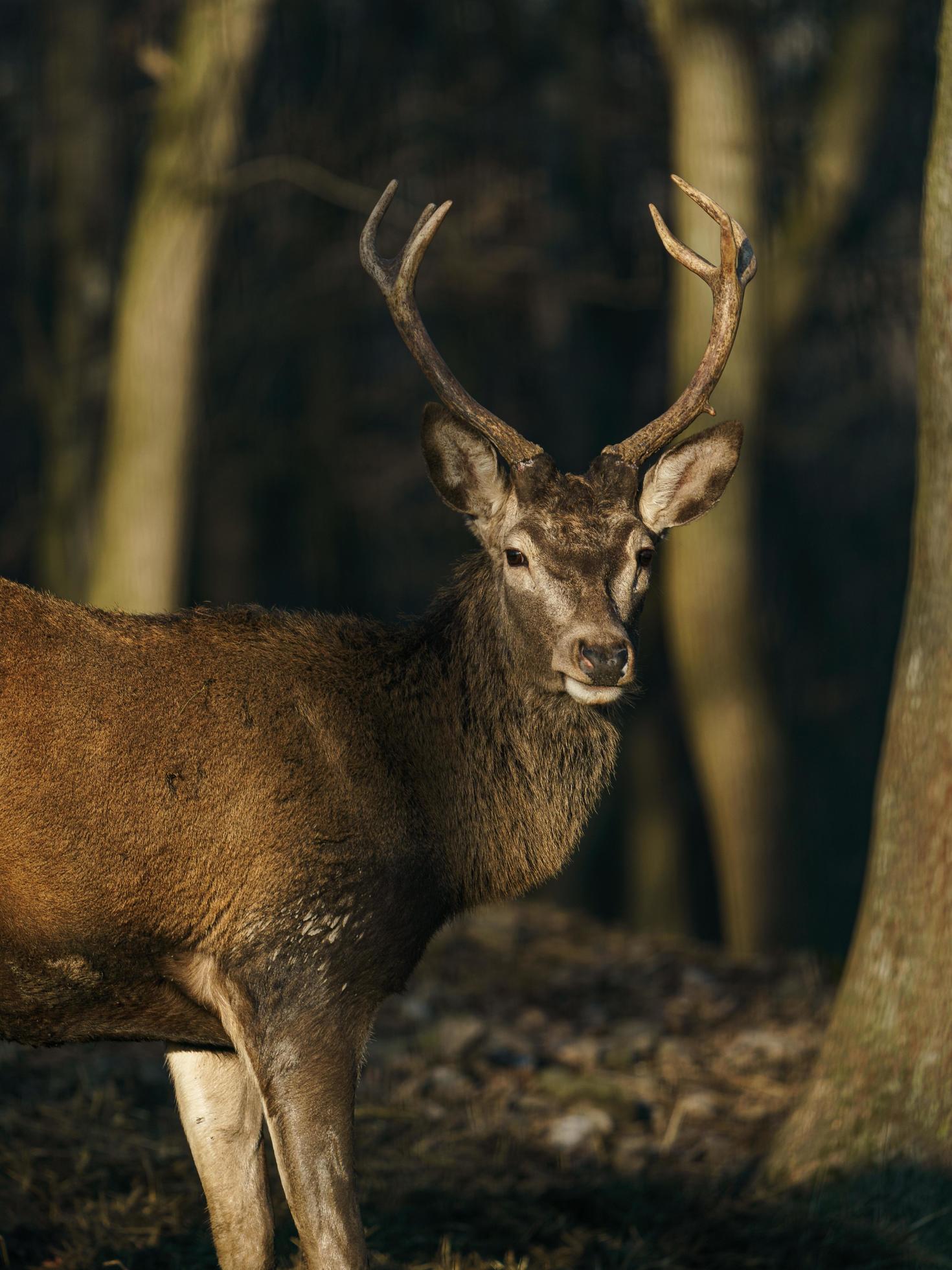 Red deer in forest Stock Free